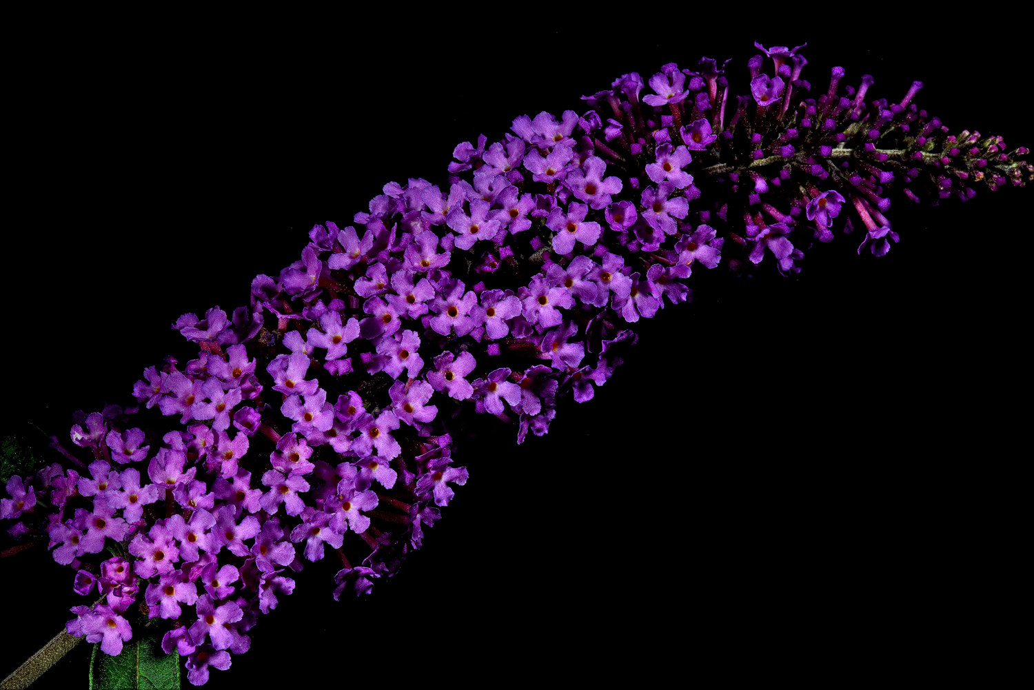 100mm F2.8 SSM sample photo. Butterfly bush -yum! photography