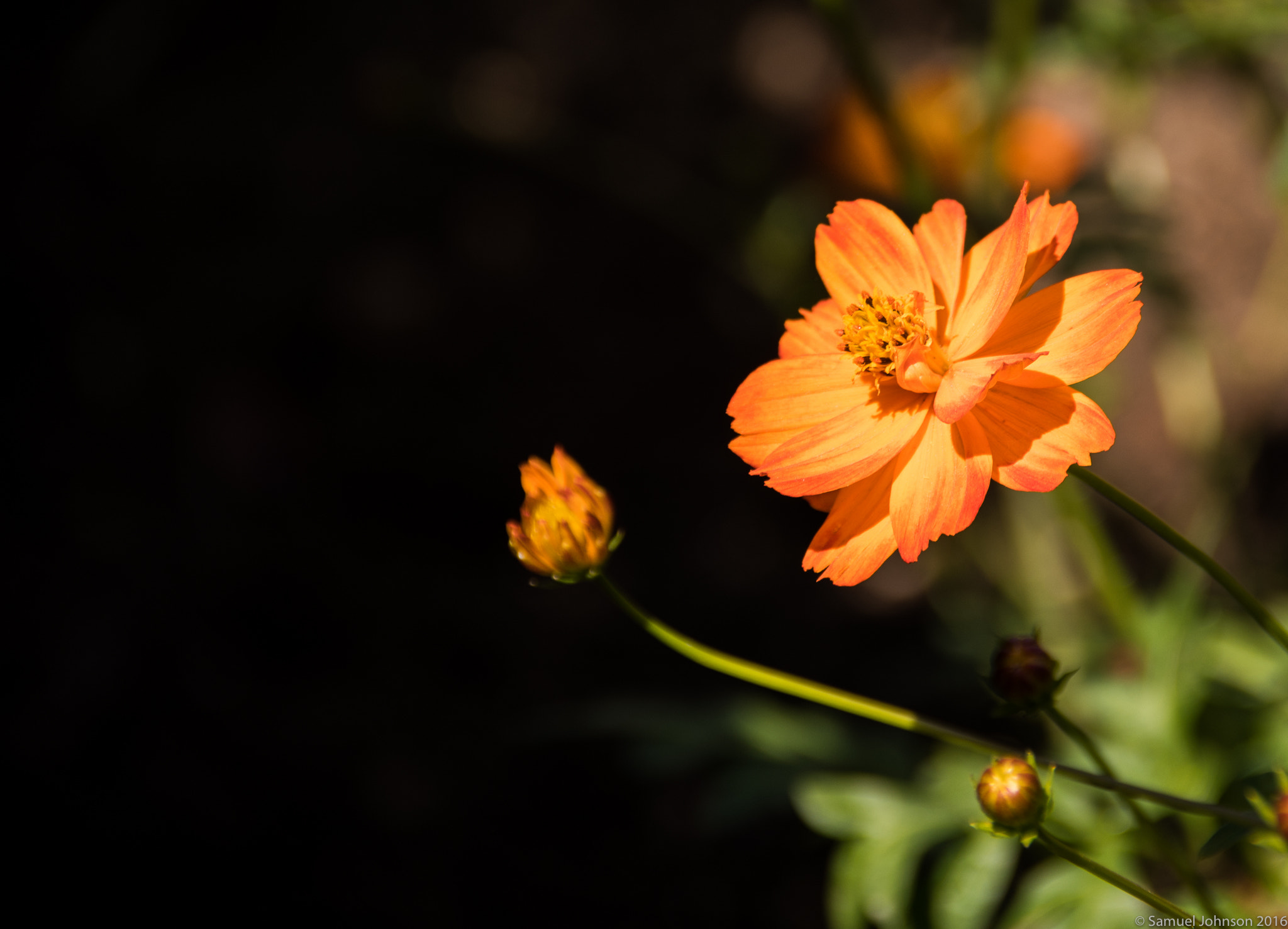 Nikon D500 sample photo. The getty zinnia photography