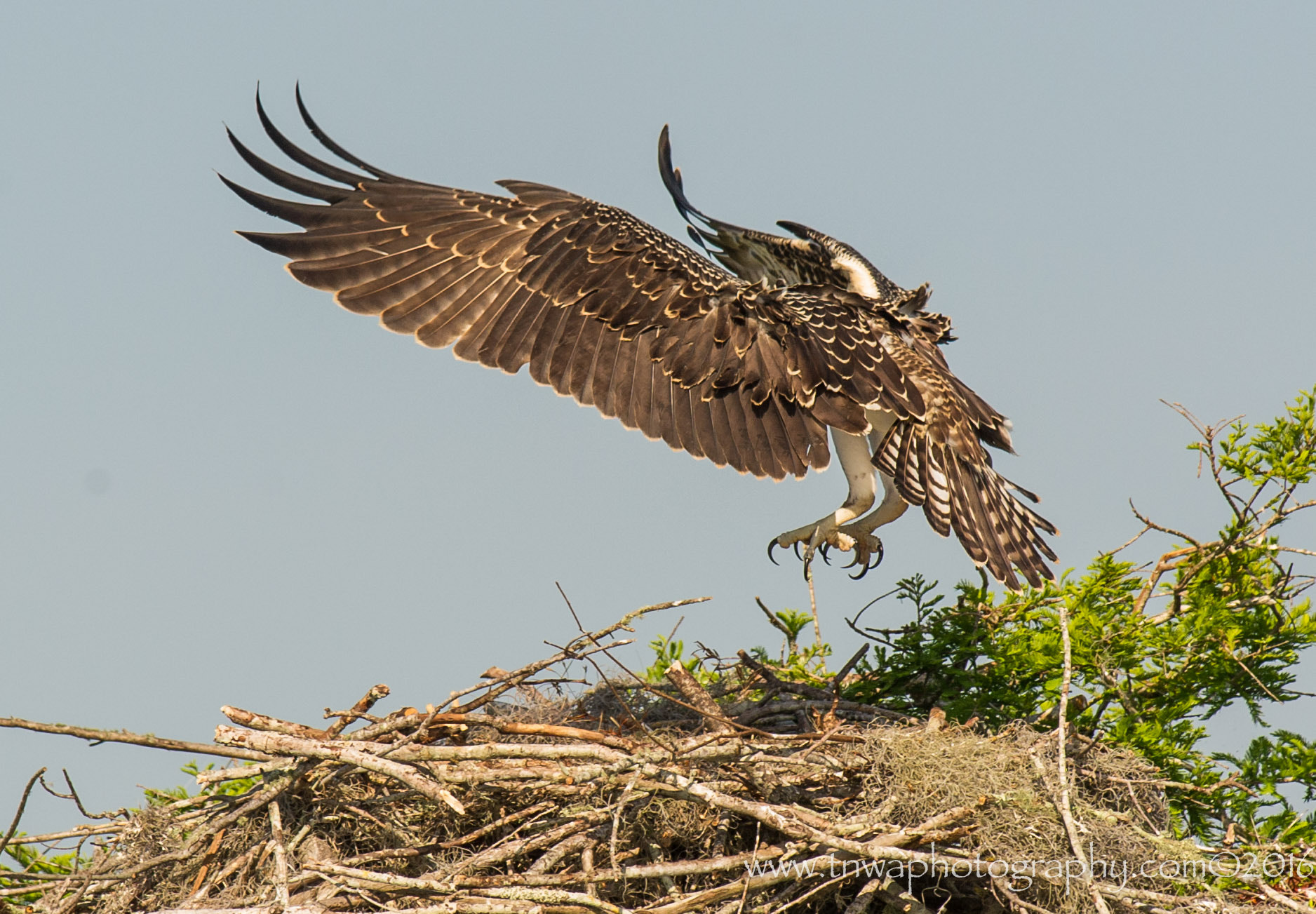 Nikon D3S + Nikon AF-S Nikkor 300mm F2.8G ED-IF VR sample photo. It's all about the talons & feathers photography