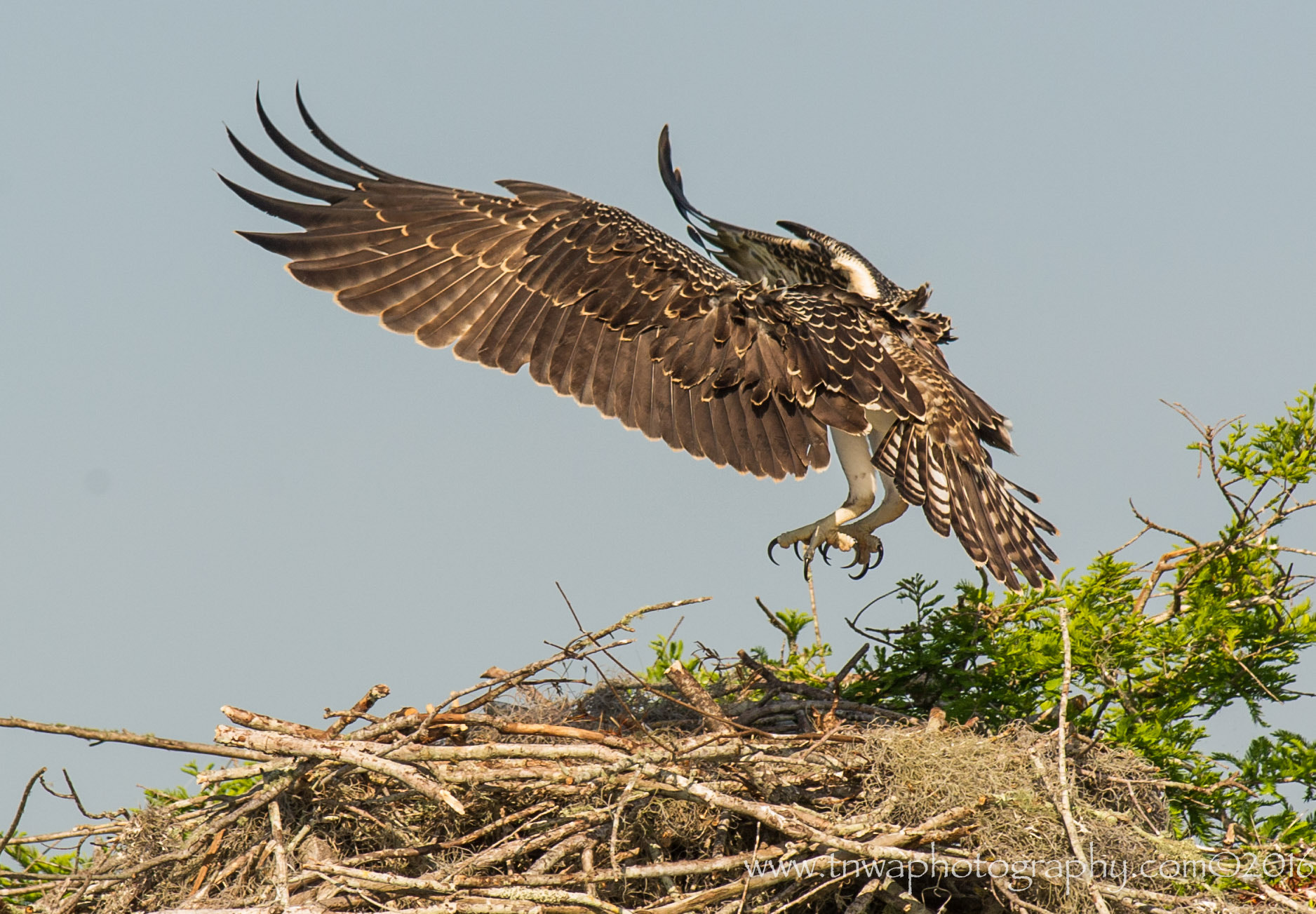 Nikon AF-S Nikkor 300mm F2.8G ED-IF VR sample photo. It's all about the talons & feathers photography