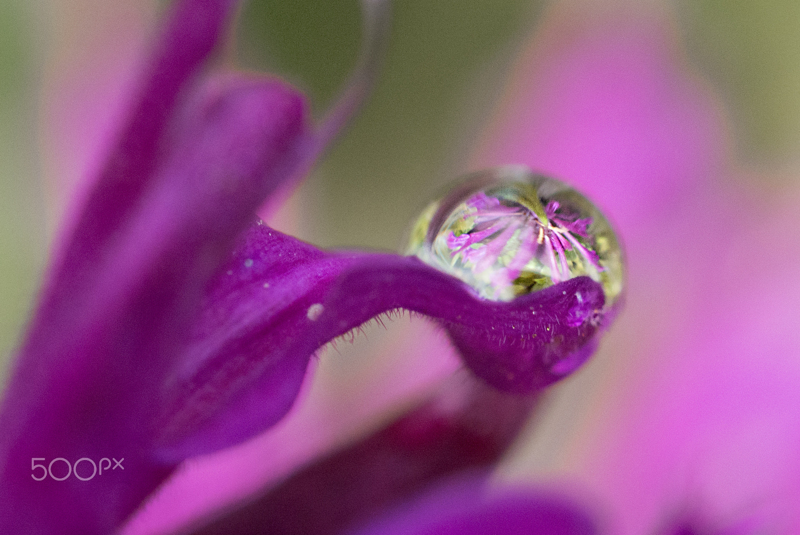 Nikon AF-S DX Micro Nikkor 40mm F2.8 sample photo. A drop of summer photography