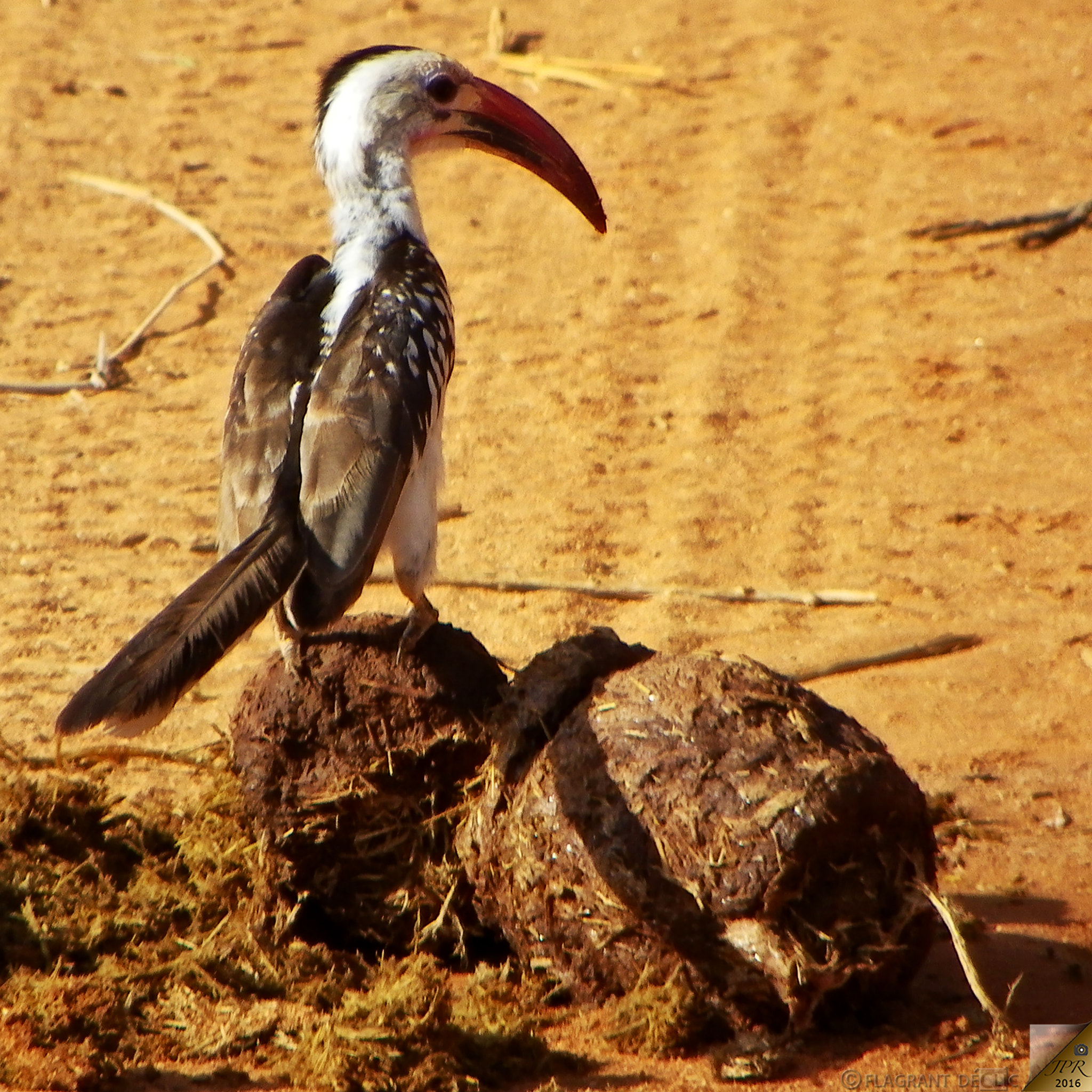 Pentax X90 sample photo. Red-billed hornbill (tockus erythrorhynchus) photography