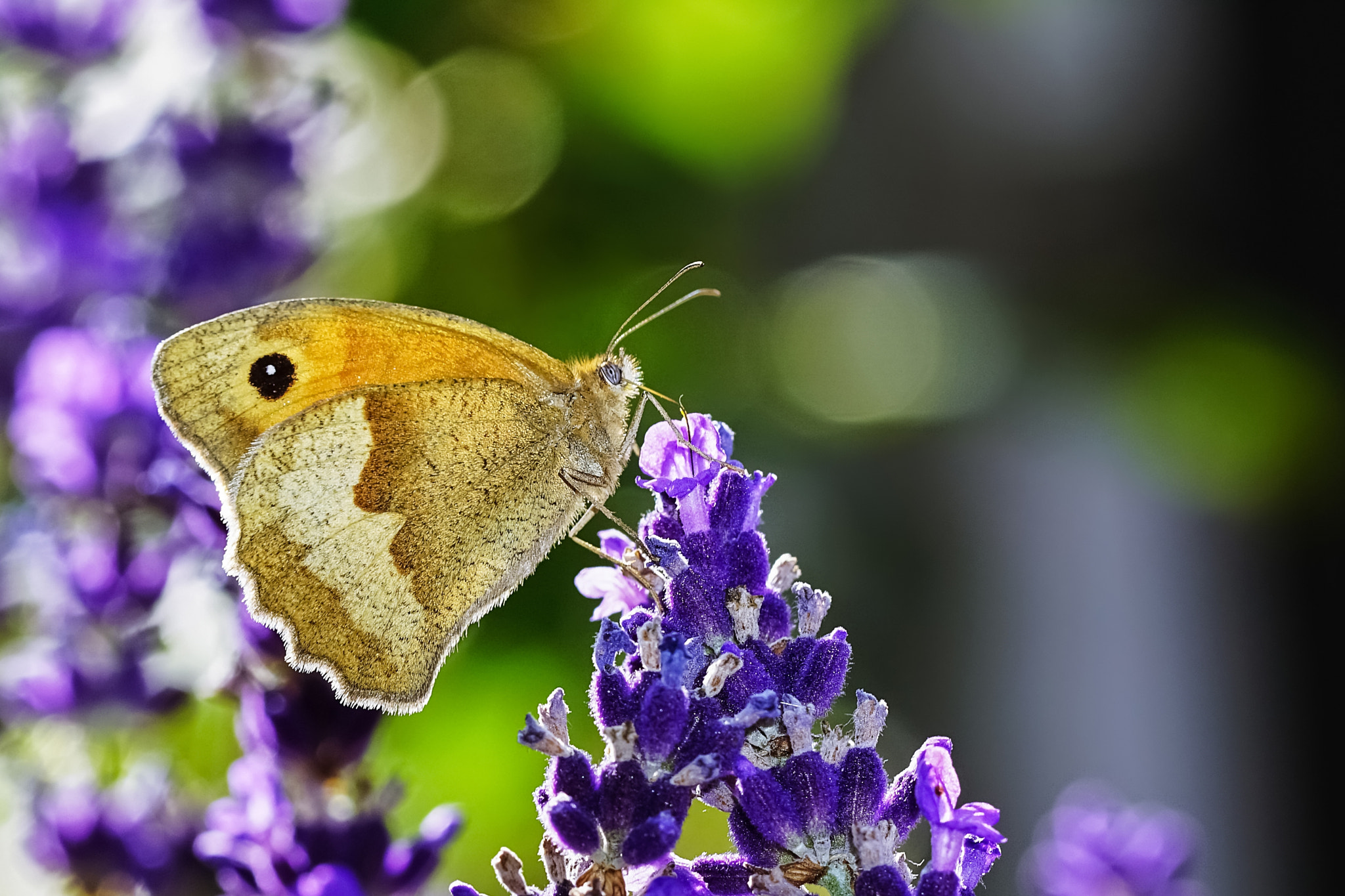 Sony a6000 + Canon EF 100mm F2.8L Macro IS USM sample photo. Nectar and light photography