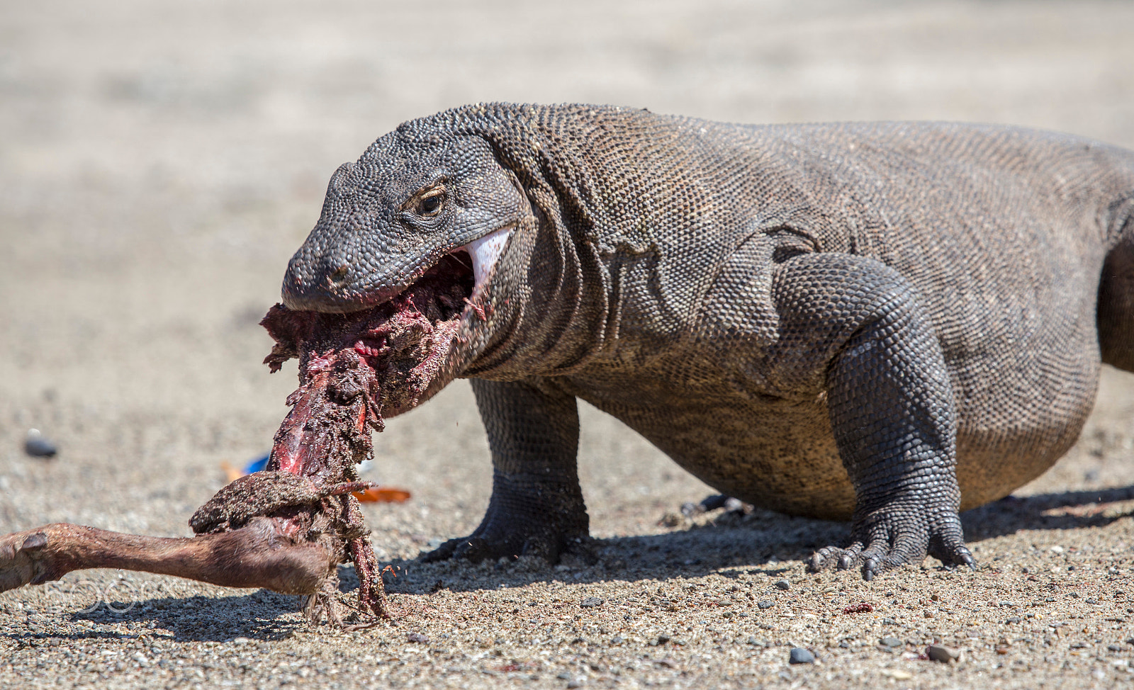 Canon EF 100-400mm F4.5-5.6L IS USM sample photo. Komodo dragon on the beach in komodo island photography