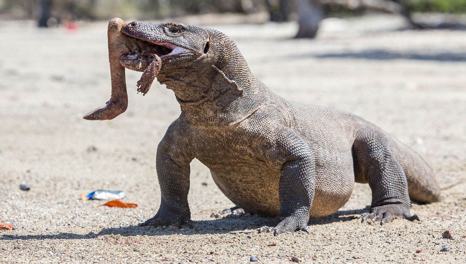 Canon EF 100-400mm F4.5-5.6L IS USM sample photo. Komodo dragon on the beach in komodo island photography