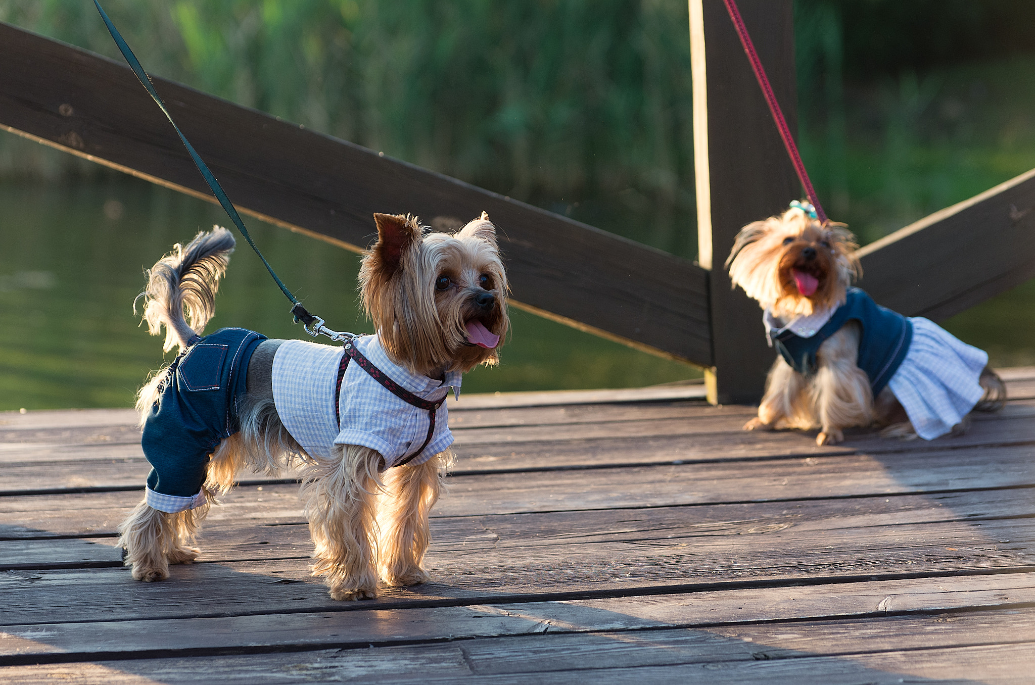 Pentax K-5 IIs sample photo. Fashion dogs photography