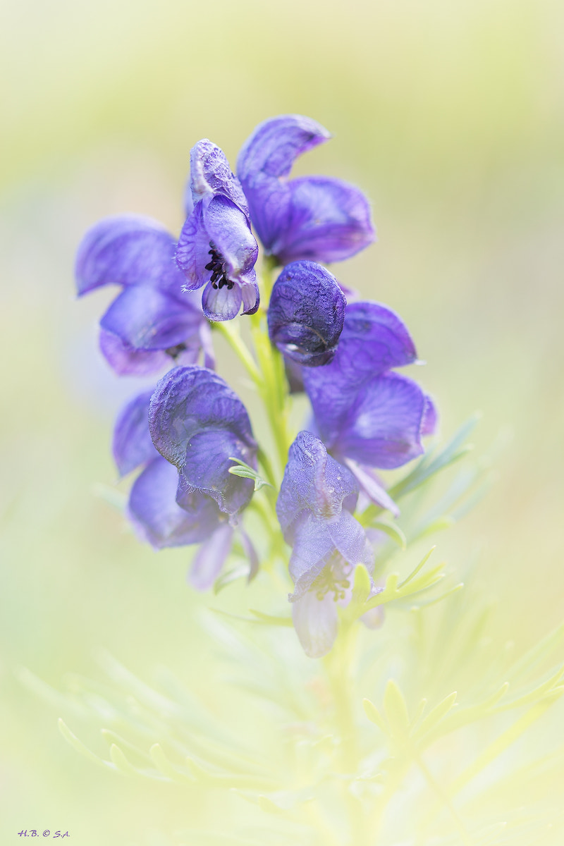 Nikon AF-S Micro-Nikkor 60mm F2.8G ED sample photo. Eisenhut photography