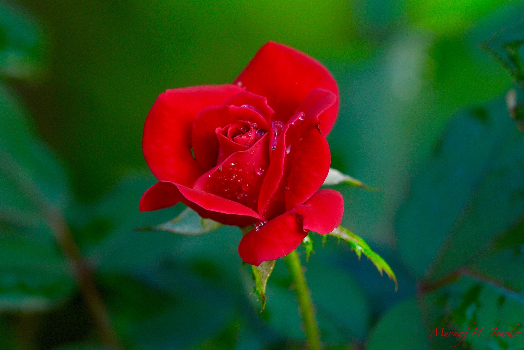 Nikon AF-S Nikkor 200-500mm F5.6E ED VR sample photo. Rose photography