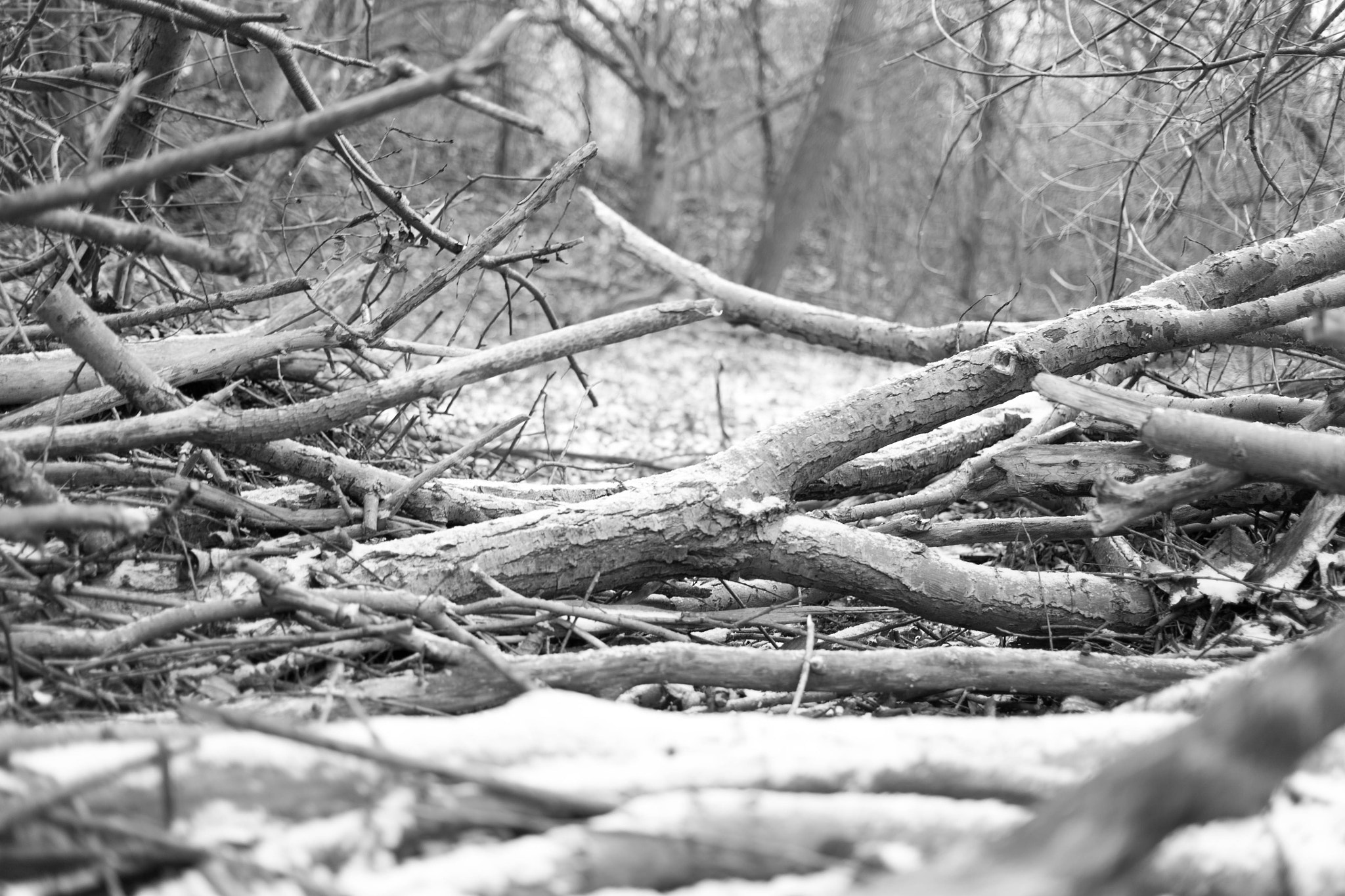 Canon EOS 5D + Canon EF 40mm F2.8 STM sample photo. Felled tree photography