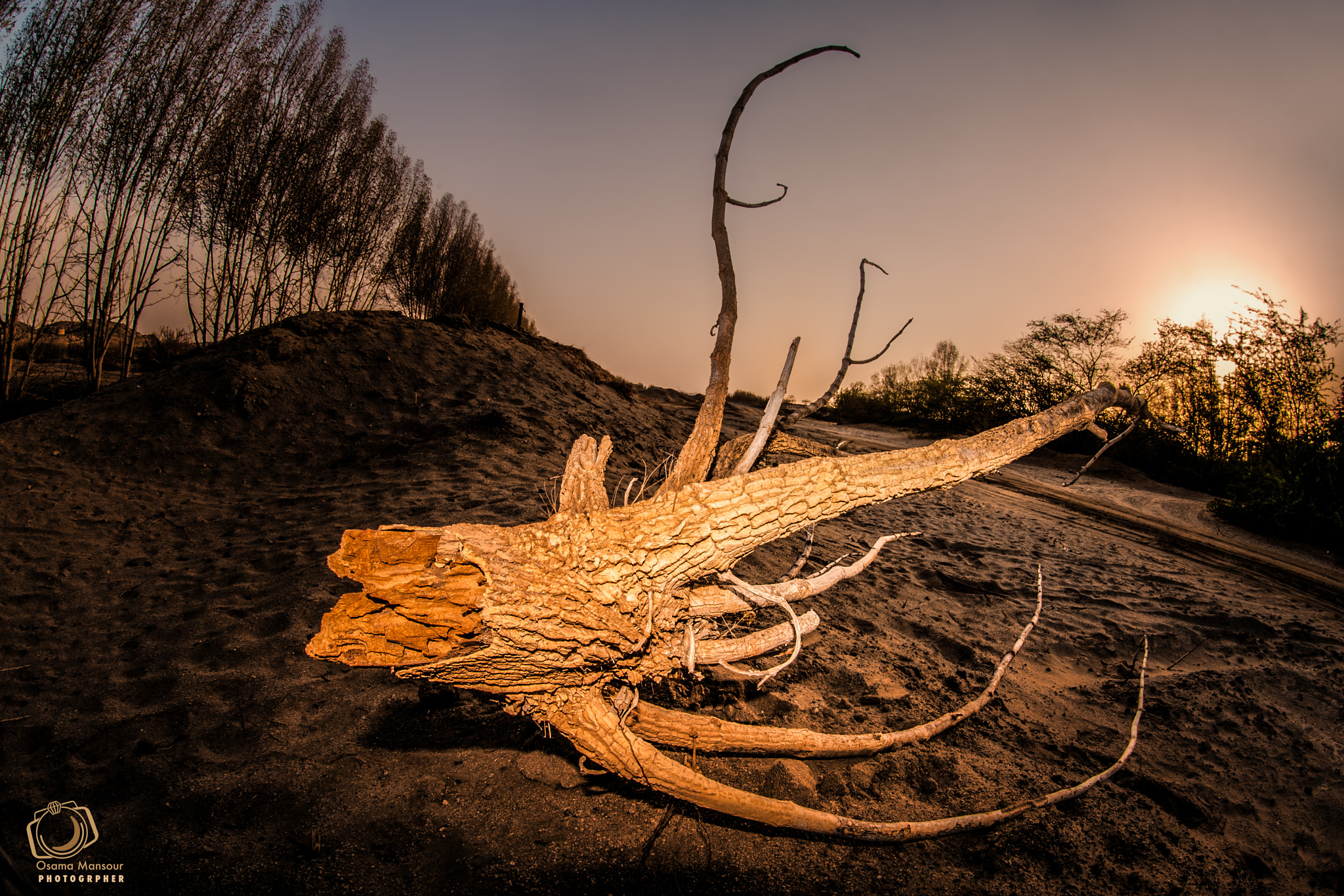 Nikon AF DX Fisheye-Nikkor 10.5mm F2.8G ED sample photo. Wreckage of the forest photography
