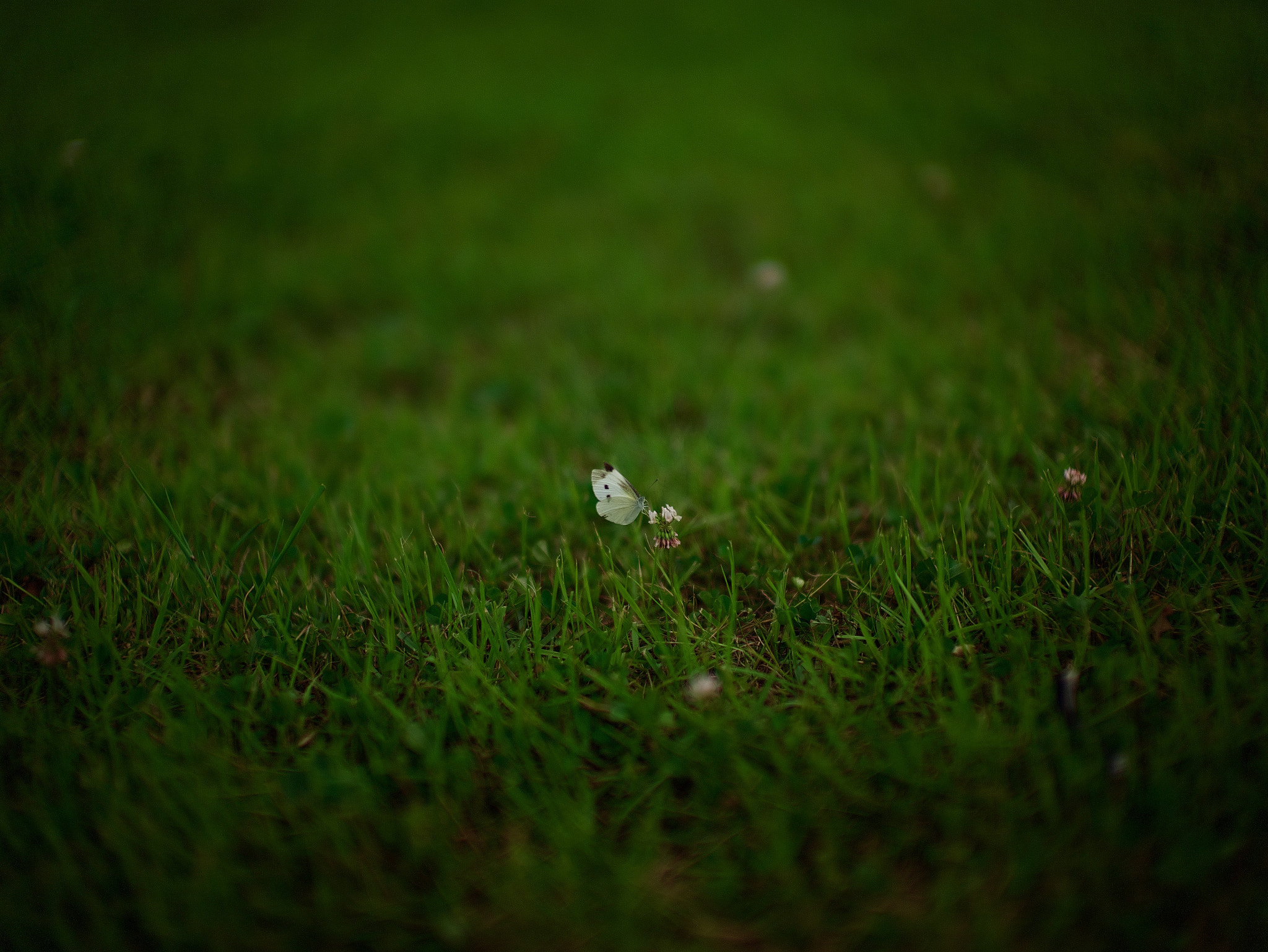 Leica Noctilux-M 50mm F0.95 ASPH sample photo