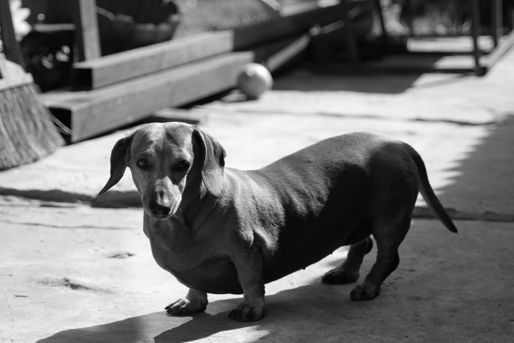 Canon EOS 50D sample photo