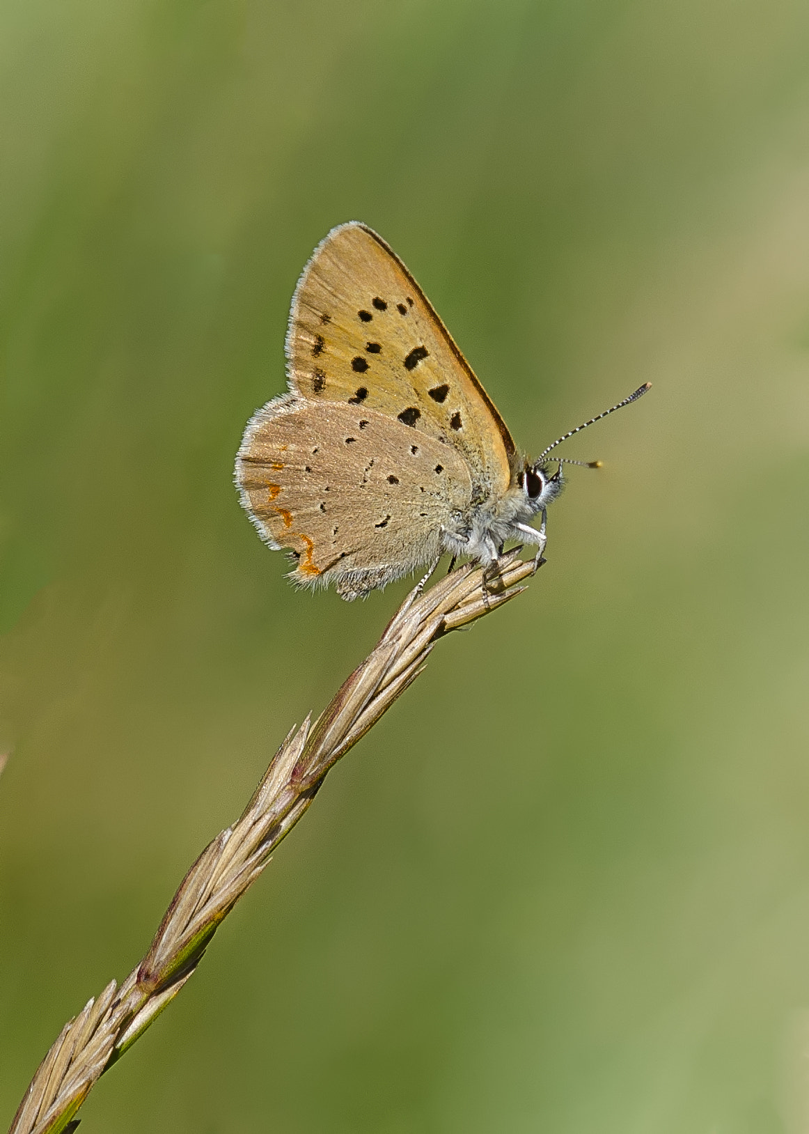 Nikon AF-S DX Micro-Nikkor 85mm F3.5G ED VR sample photo. Purplish copper butterfly photography