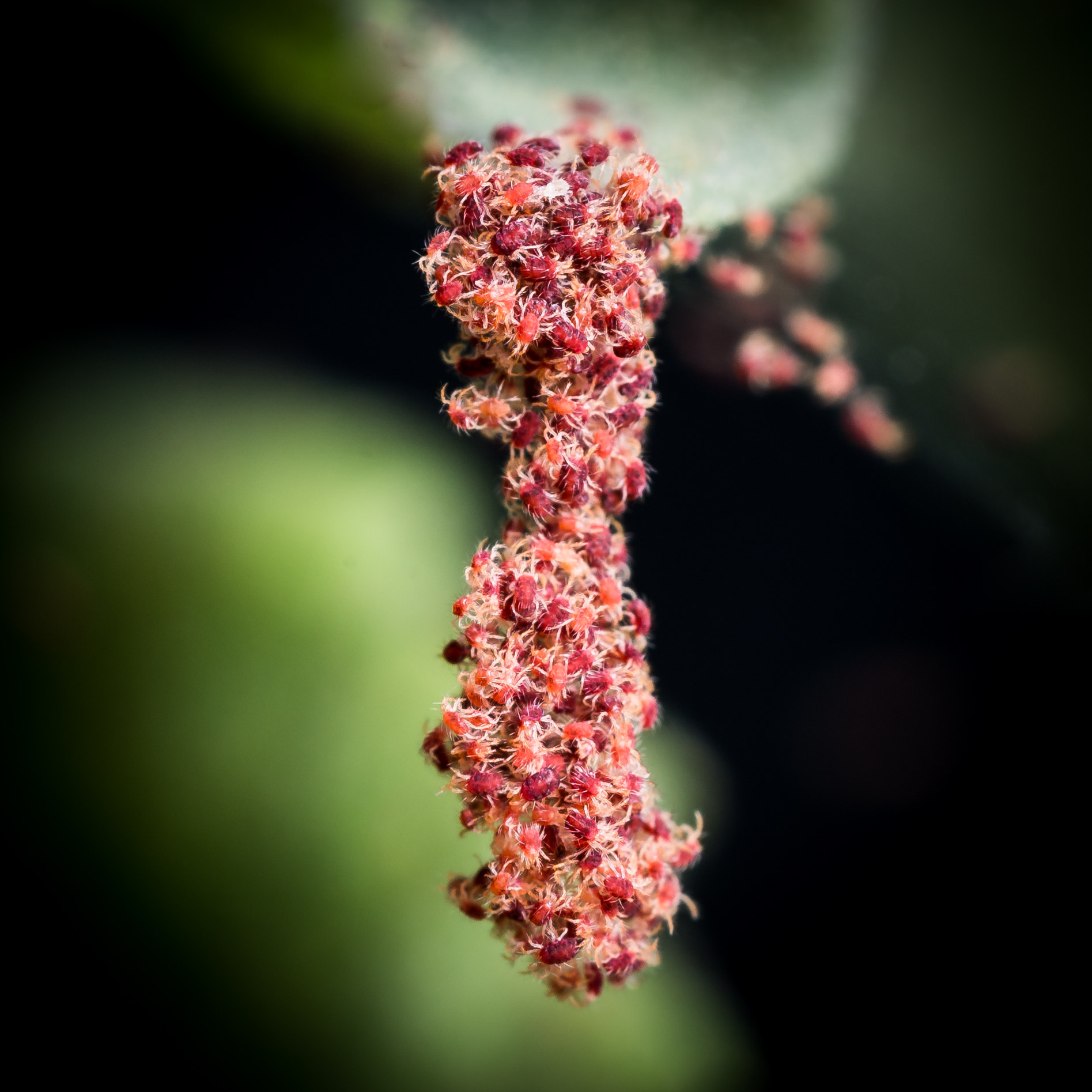 Sigma 150mm F2.8 EX DG OS Macro HSM sample photo. Acariasis photography