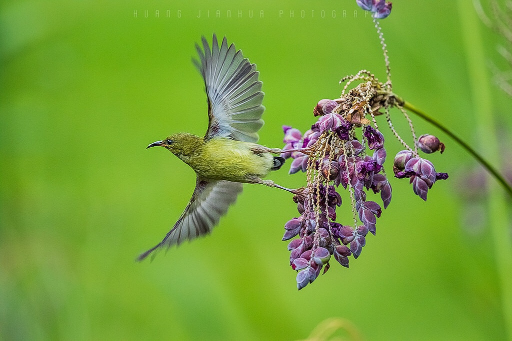 Canon EF 100-400mm F4.5-5.6L IS USM sample photo. 叉尾太阳鸟 photography