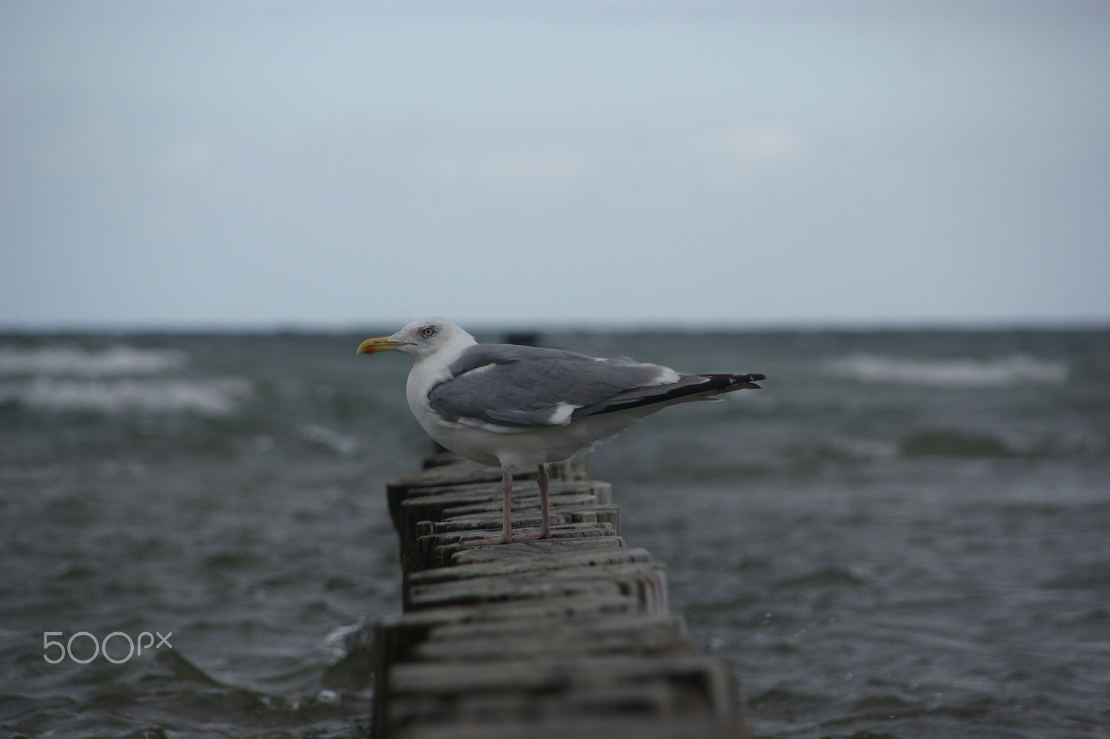 Sony Alpha DSLR-A350 + Sigma 18-200mm F3.5-6.3 DC sample photo. Seagull photography