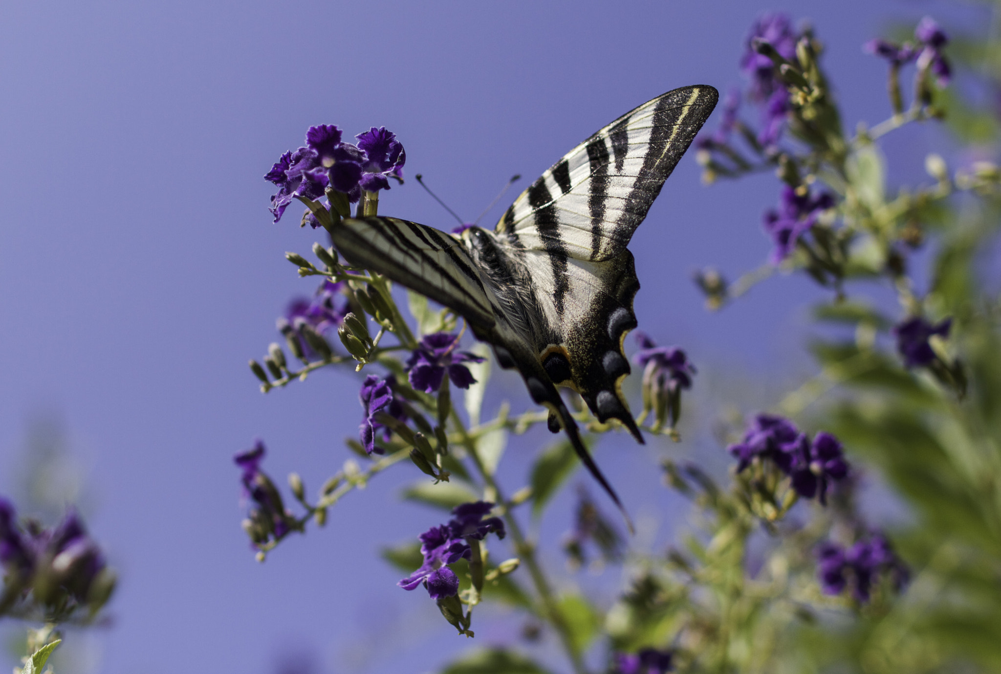 Canon EOS 7D + Canon EF 24mm F1.4L II USM sample photo. Borboleta photography