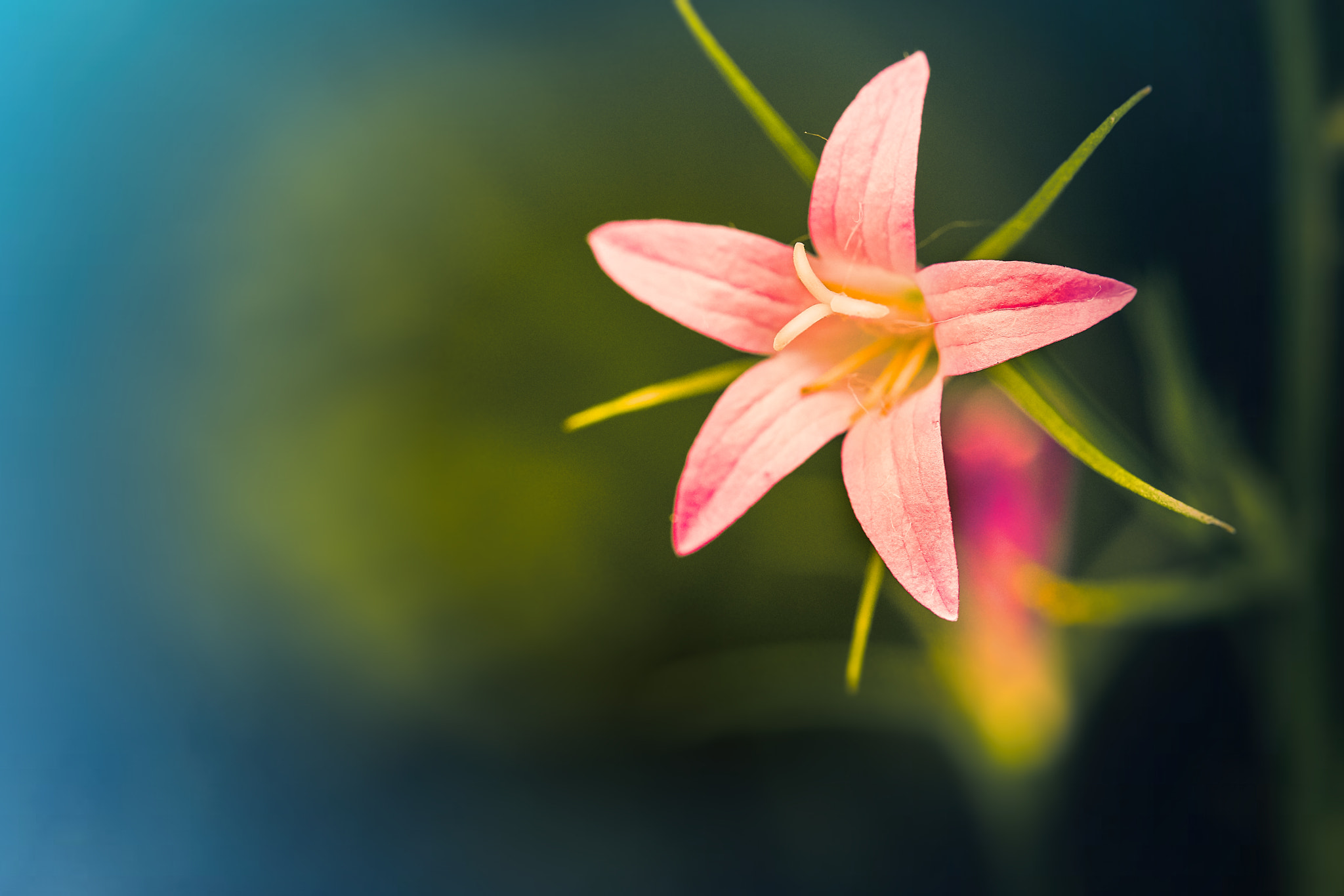 Canon EF 100mm F2.8L Macro IS USM sample photo. Lovely flower photography