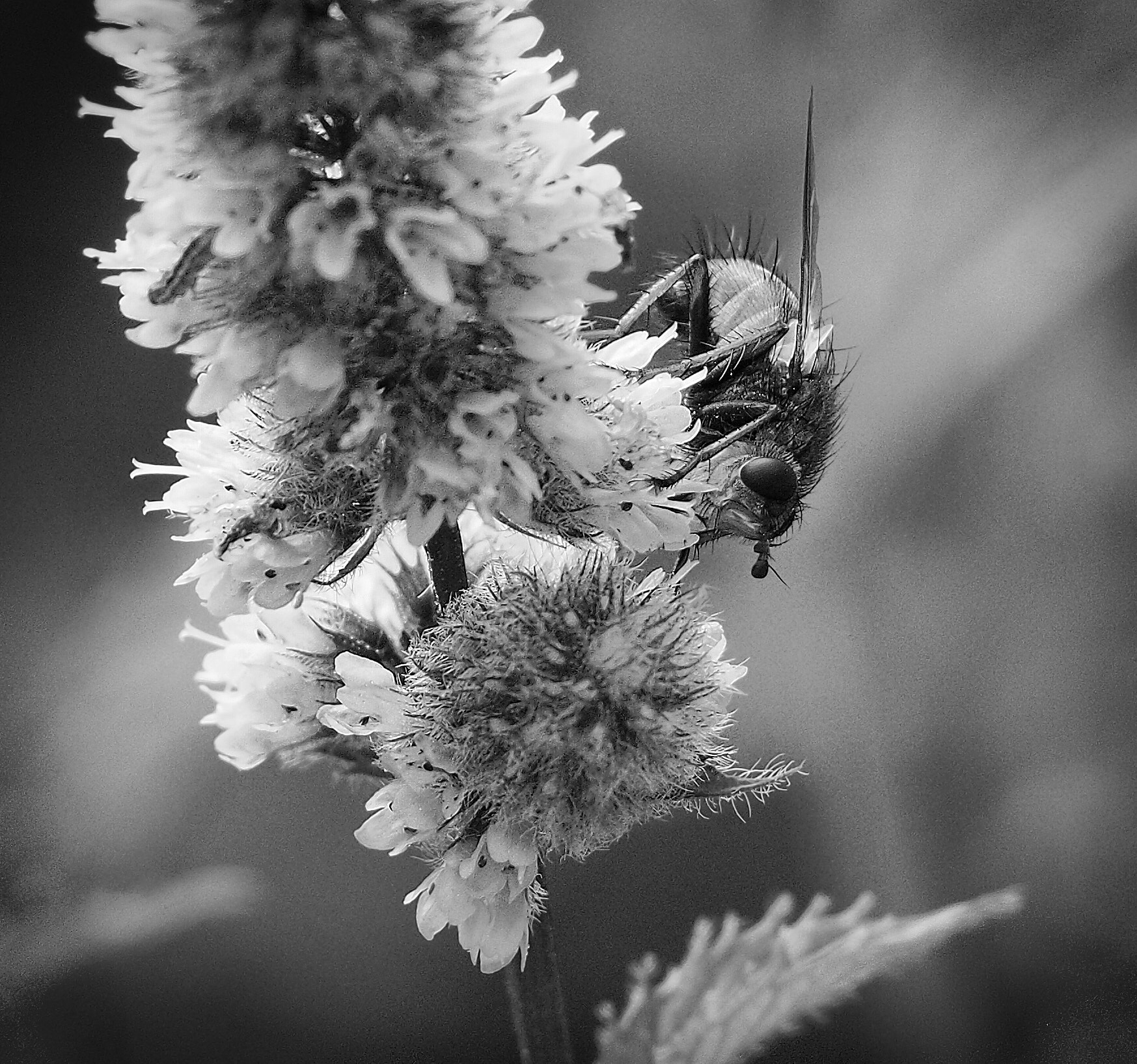 Olympus PEN E-PL7 sample photo. Fly photography