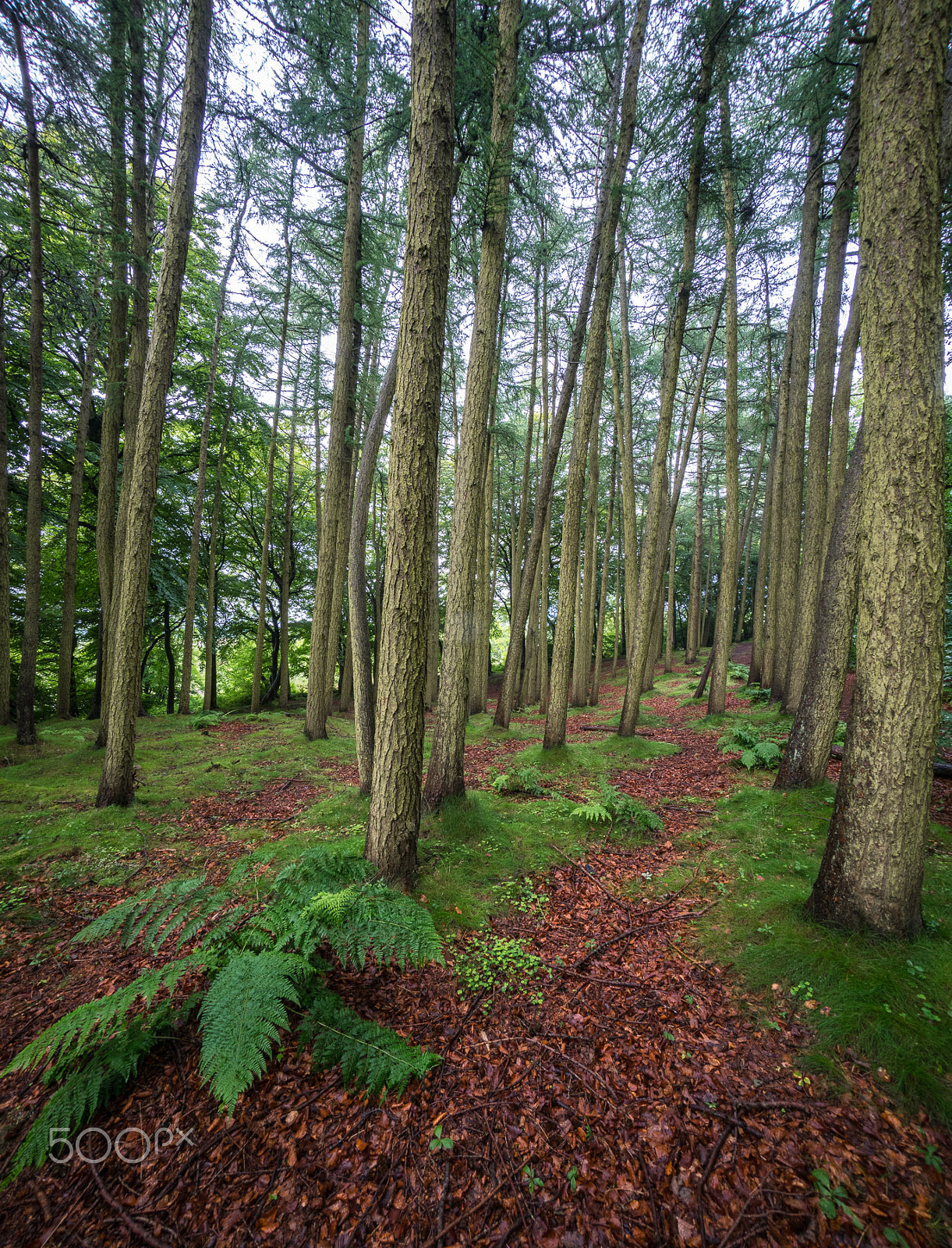 Sony E 10-18mm F4 OSS sample photo. Forest floor photography