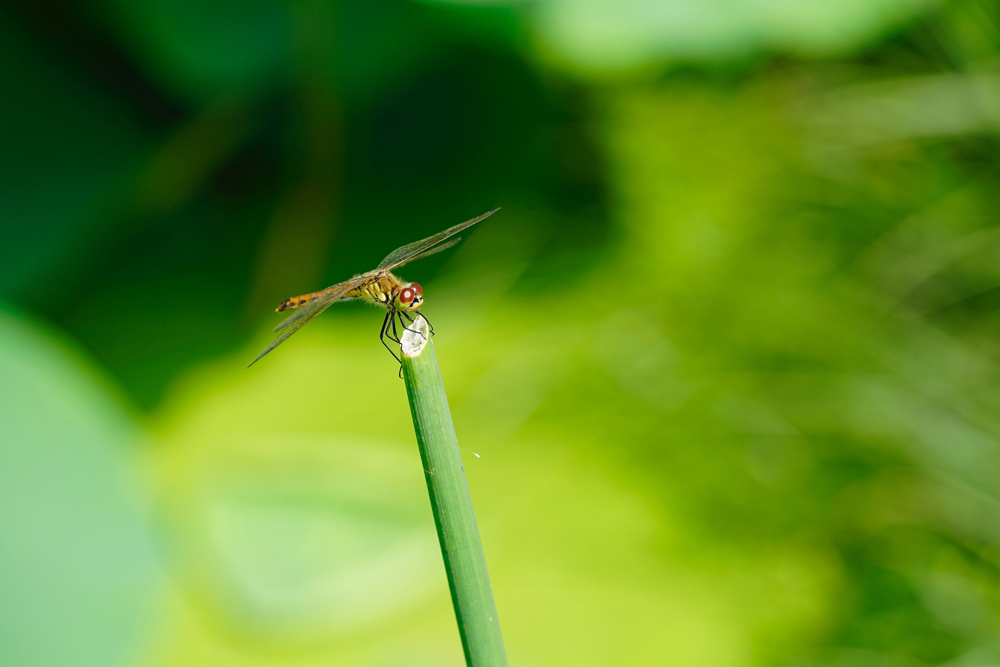 Sony a7 II + Sony FE 90mm F2.8 Macro G OSS sample photo. 驻足 photography