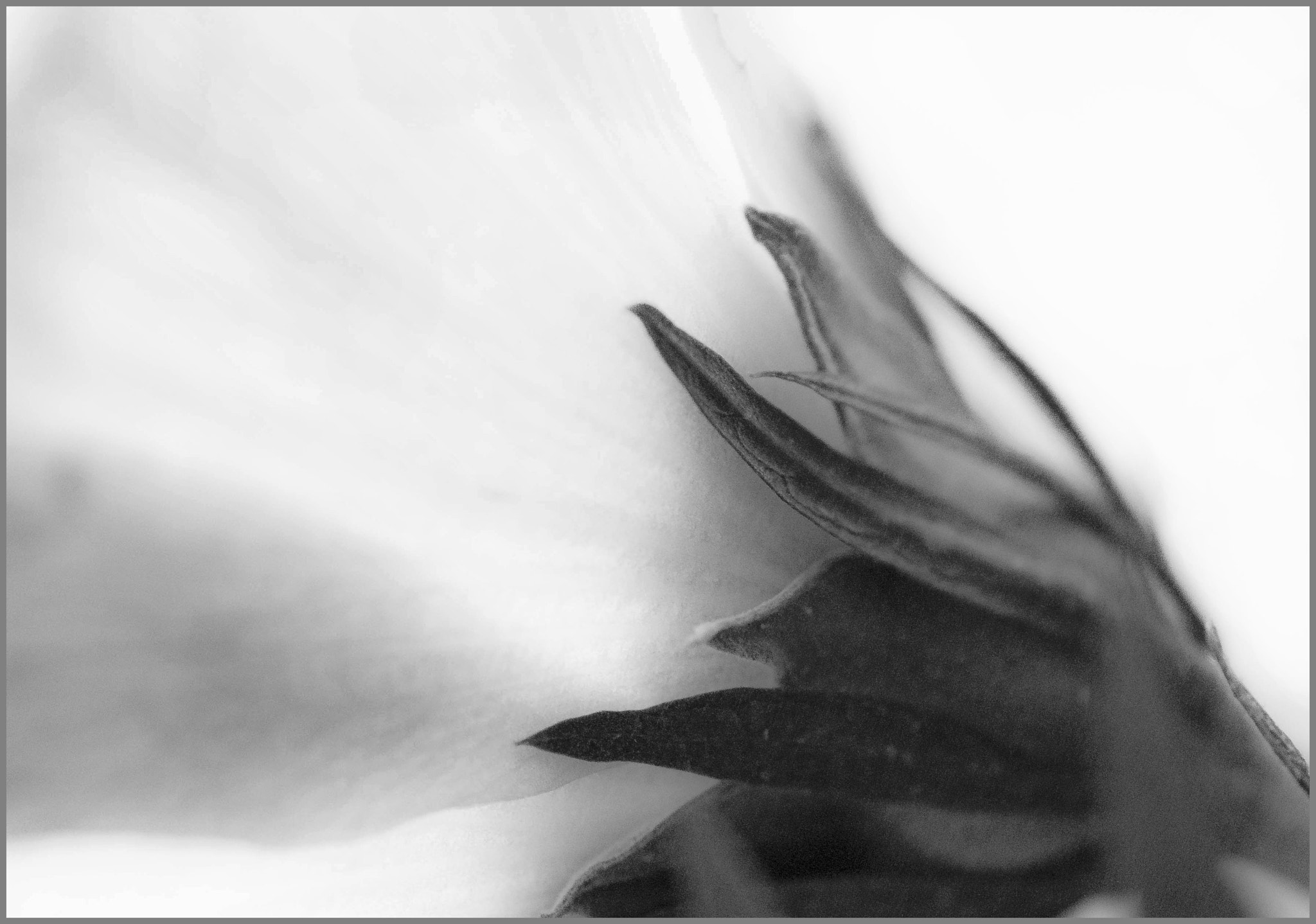 Sigma 105mm F2.8 EX DG Macro sample photo. Just simplify 1 photography