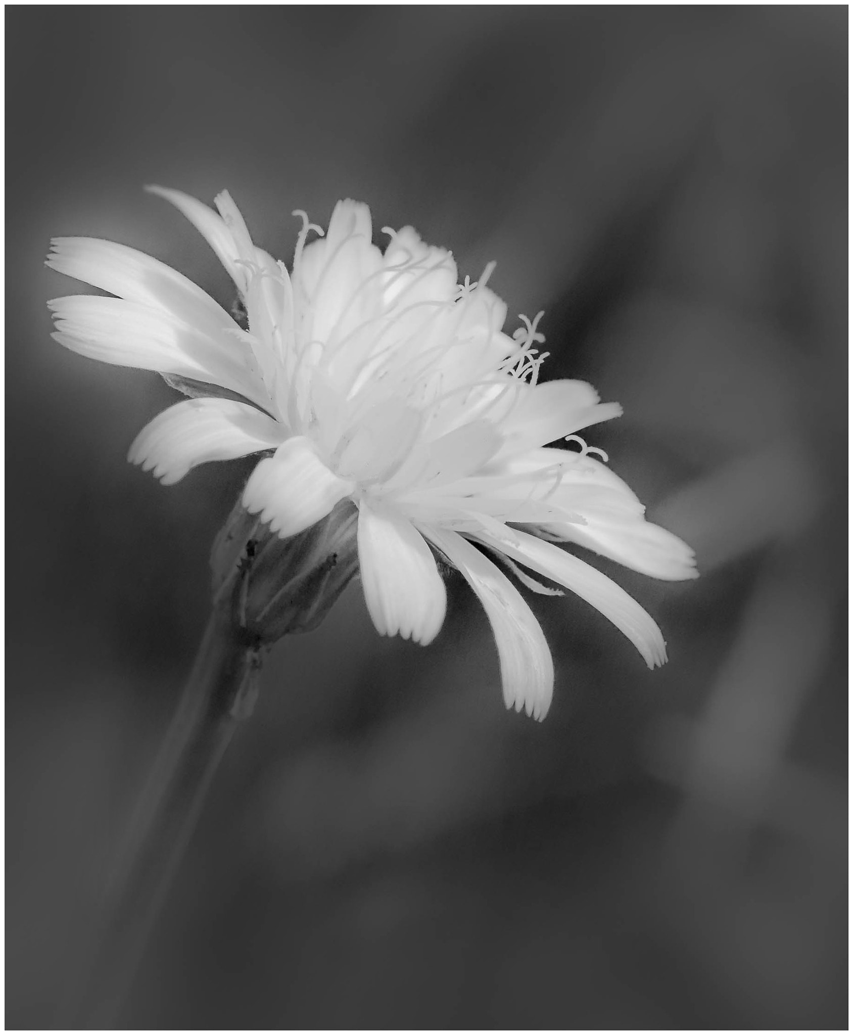 Sigma 105mm F2.8 EX DG Macro sample photo. Just simplify 2 photography