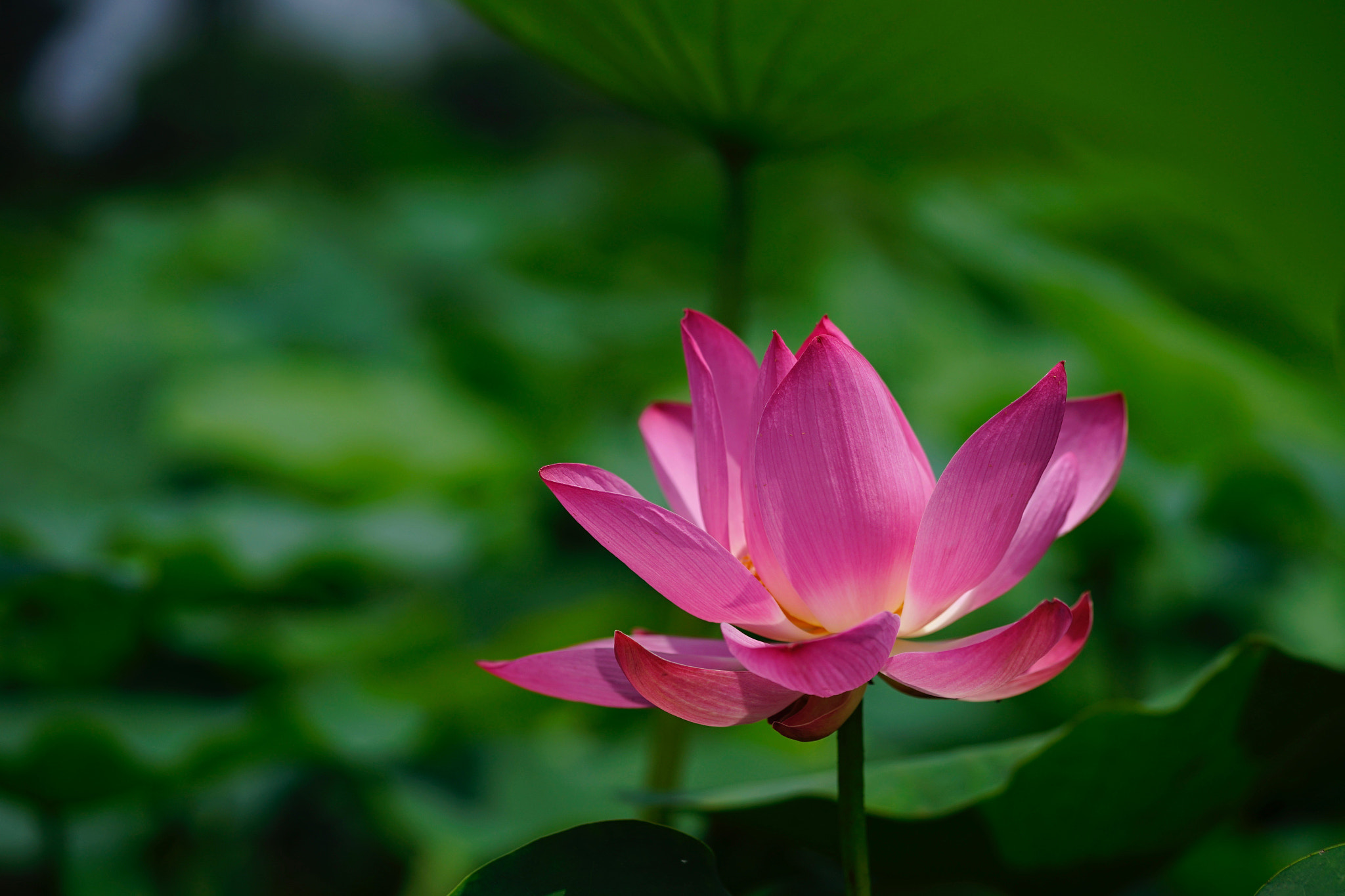 Sony a7 II + Sony FE 90mm F2.8 Macro G OSS sample photo. 亭亭 photography