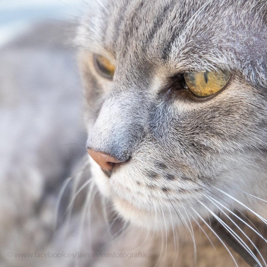 Fujifilm X-T1 + Fujifilm XC 16-50mm F3.5-5.6 OIS II sample photo. Feline look photography