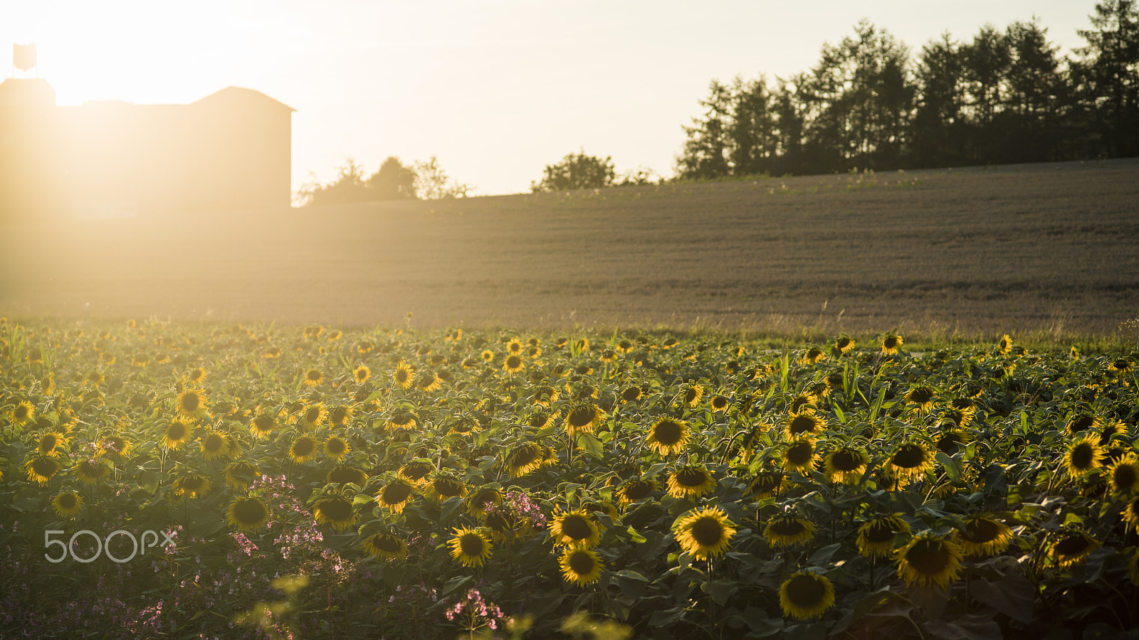 Sony a7R II + Minolta AF 100mm F2 sample photo. Finally... summer photography