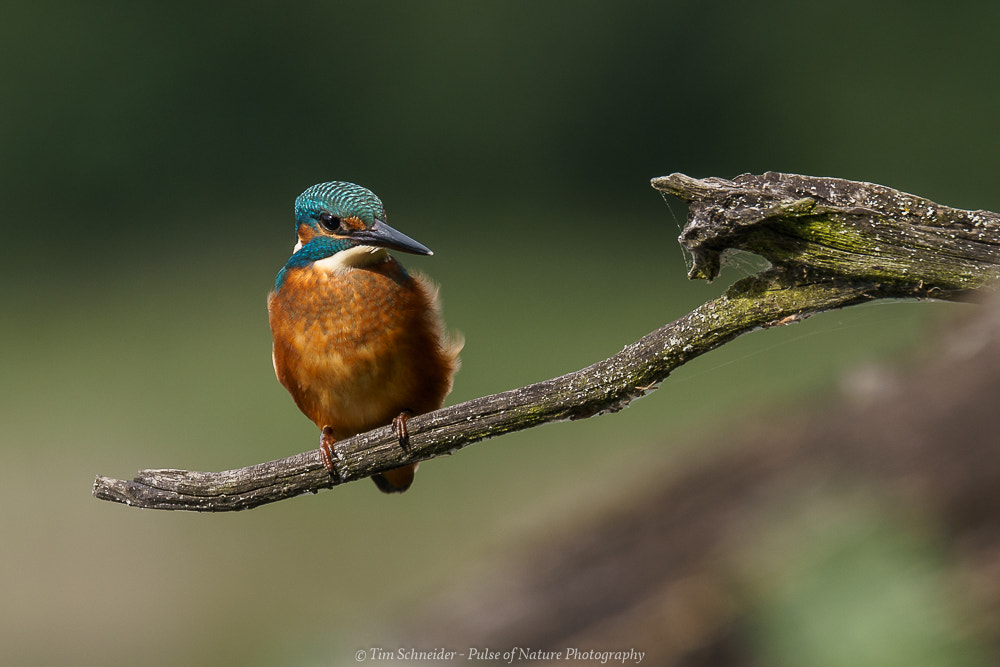 Sony a7 II + Tamron SP 150-600mm F5-6.3 Di VC USD sample photo. Kingfisher photography