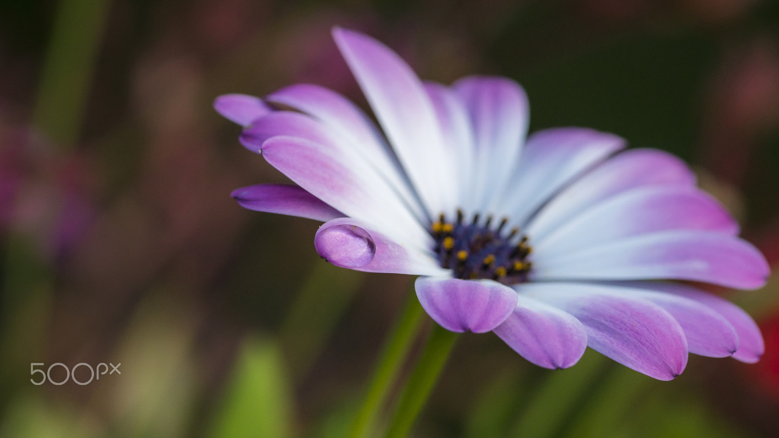 Minolta AF 100mm F2 sample photo. Flower's teardrop photography