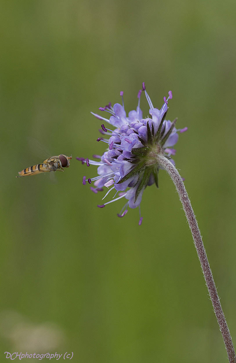 Canon EF 100mm F2.8L Macro IS USM sample photo. Prepare for landing photography