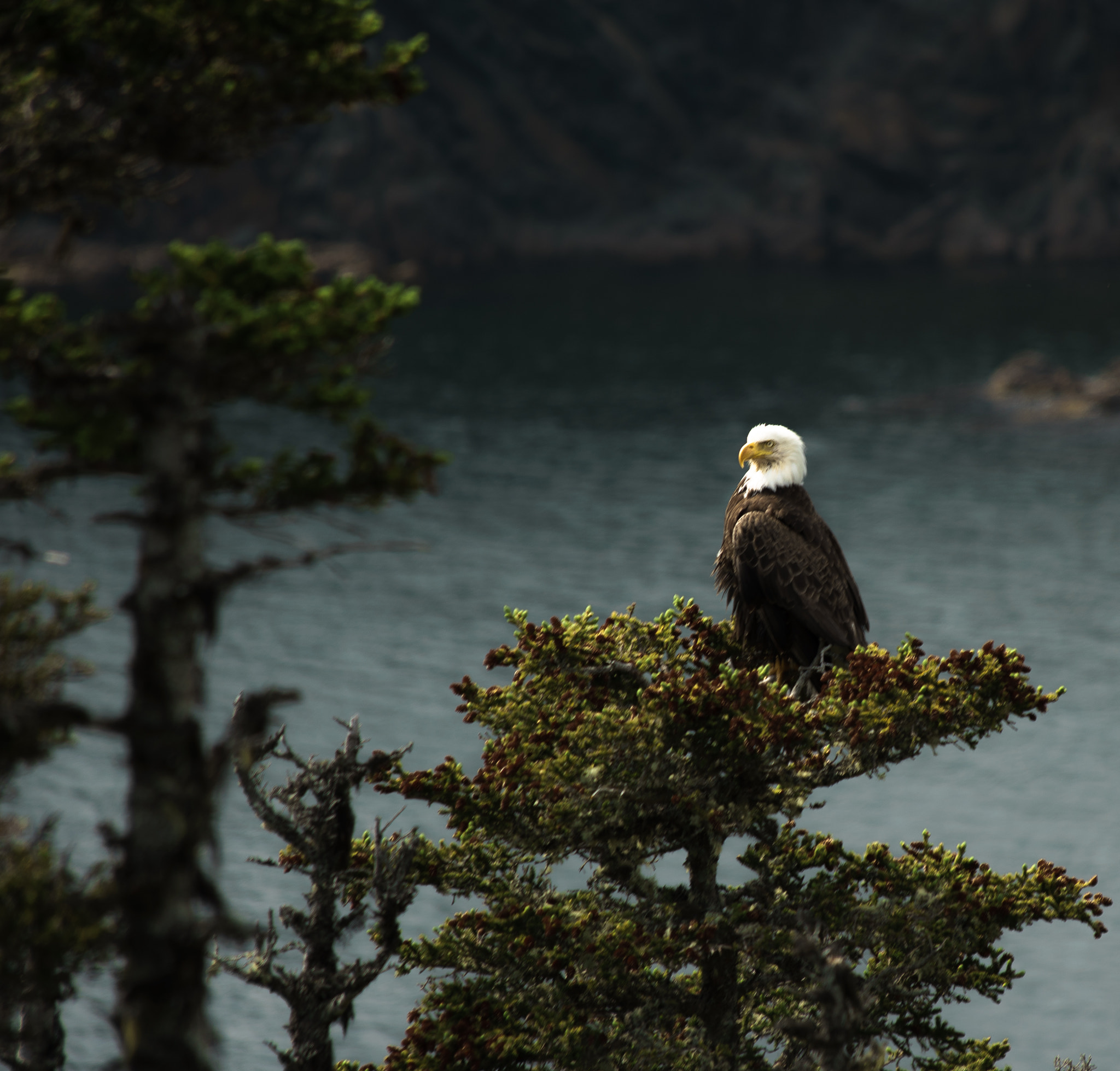 Canon EF 70-300mm F4-5.6 IS USM sample photo. Eagle photography
