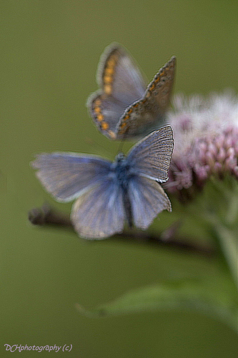 Canon EF 100mm F2.8L Macro IS USM sample photo. Love is in the air photography