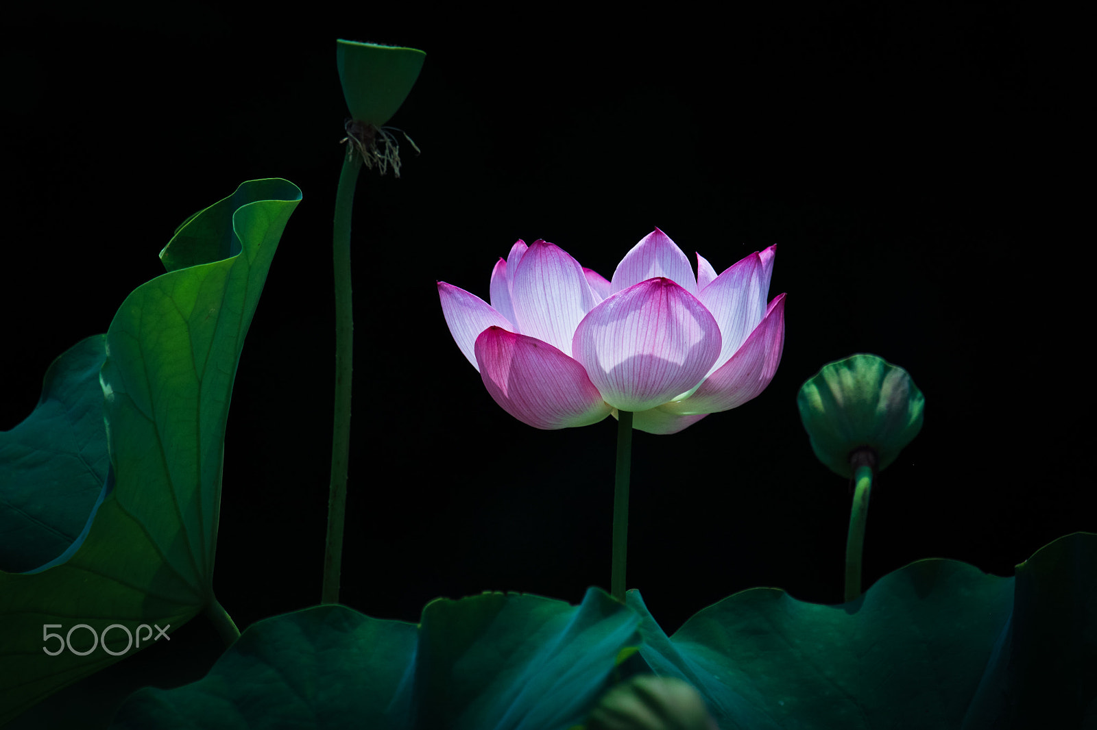 Canon EF 70-200mm F4L IS USM sample photo. Lotus photography