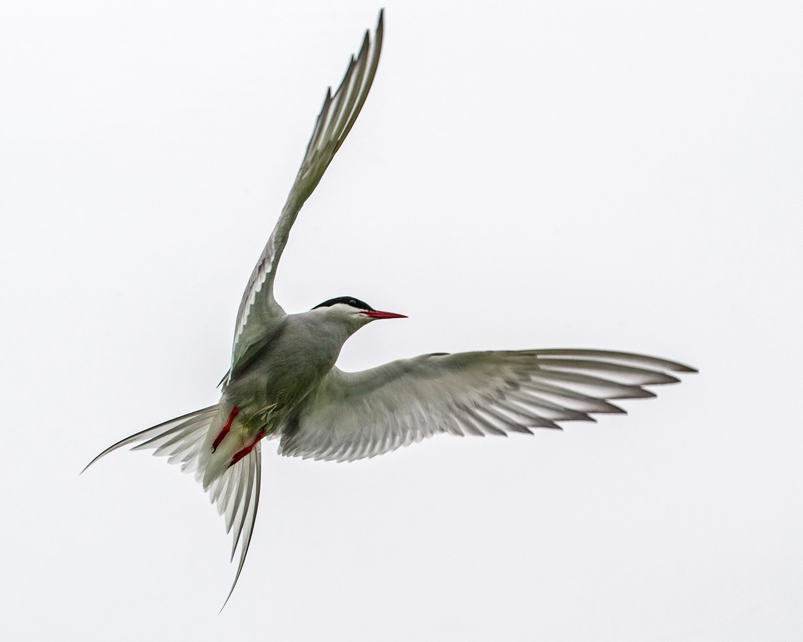 Sigma 150-600mm F5-6.3 DG OS HSM | C sample photo. Arctic tern photography