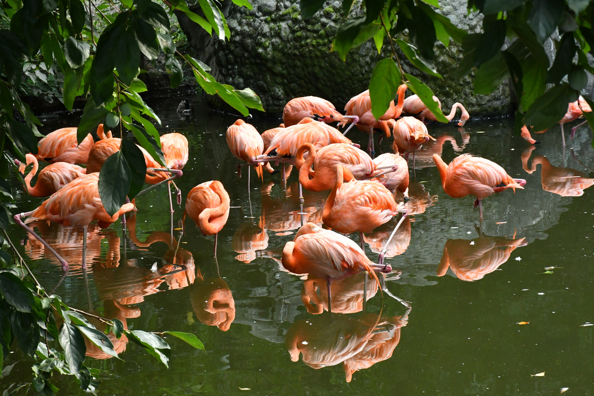 Nikon D500 sample photo. Flamingo photography