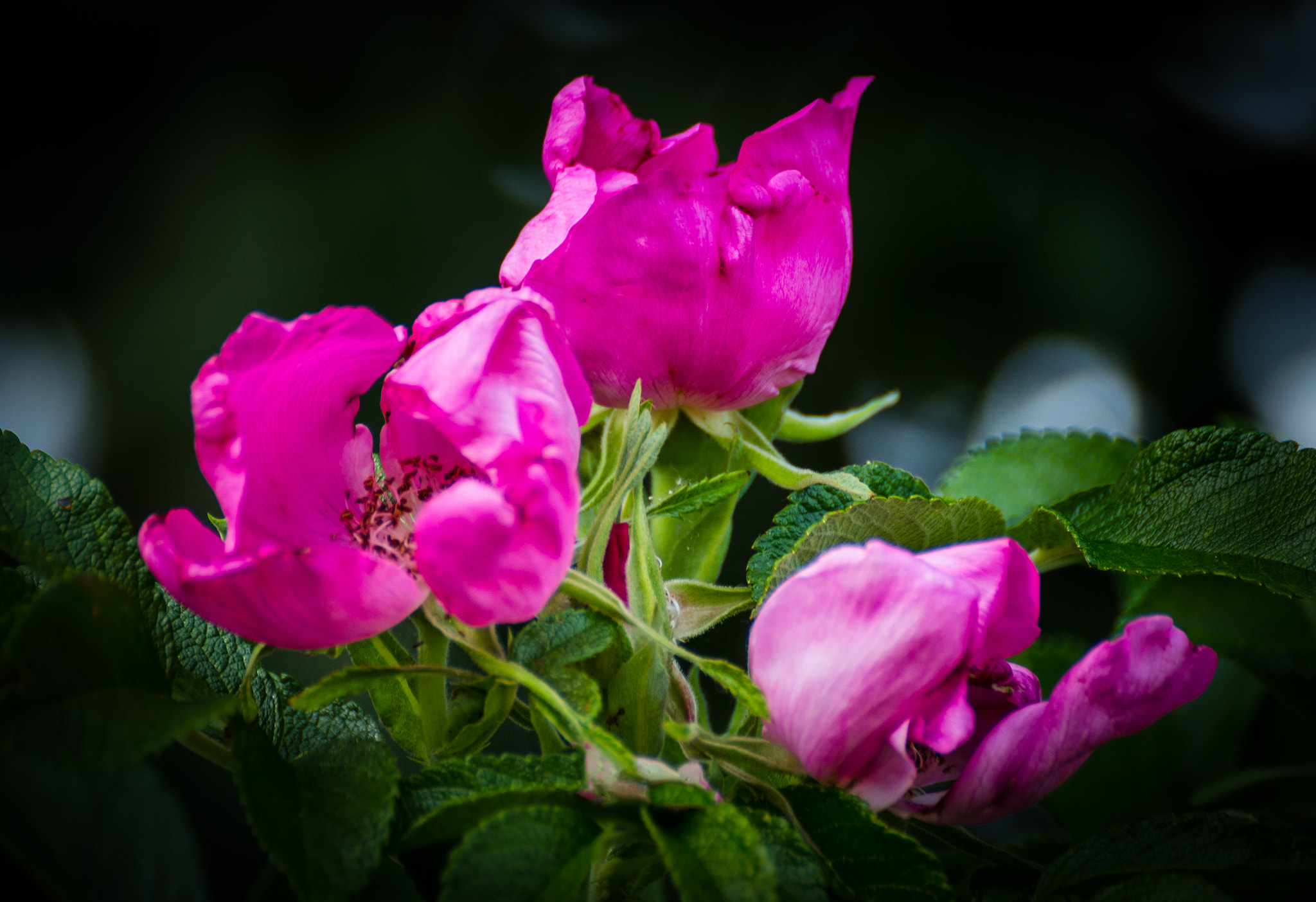 Canon EOS 650D (EOS Rebel T4i / EOS Kiss X6i) sample photo. The pink trio photography