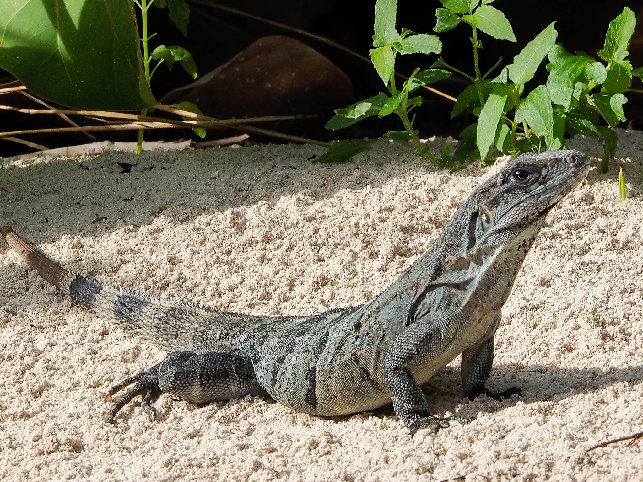 Olympus OM-D E-M10 sample photo. Iguana mexico photography
