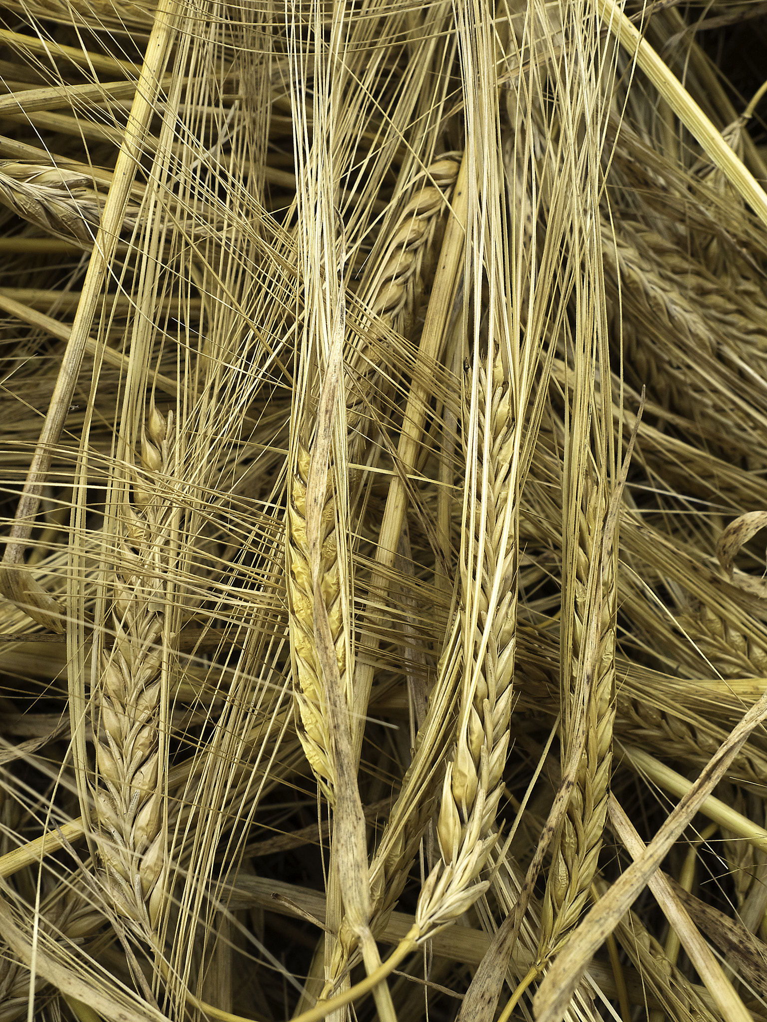 Olympus OM-D E-M1 + Olympus M.Zuiko Digital 17mm F2.8 Pancake sample photo. Harvested wheat photography