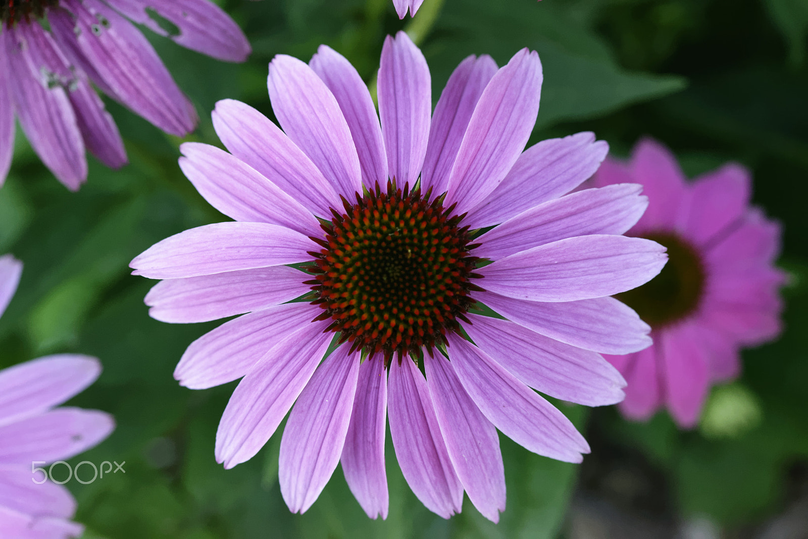 Nikon AF-S Micro-Nikkor 60mm F2.8G ED sample photo. Echinacea photography