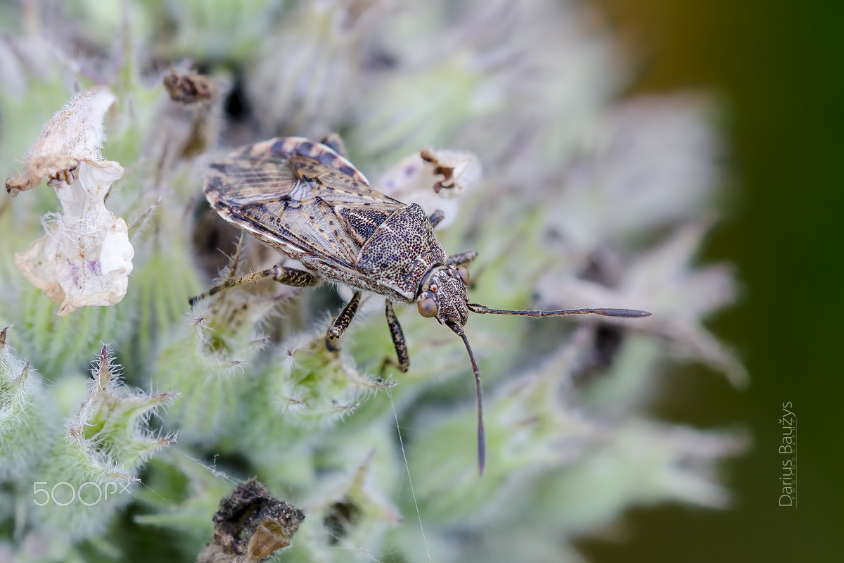 Sigma 150mm F2.8 EX DG OS Macro HSM sample photo. On mint. photography