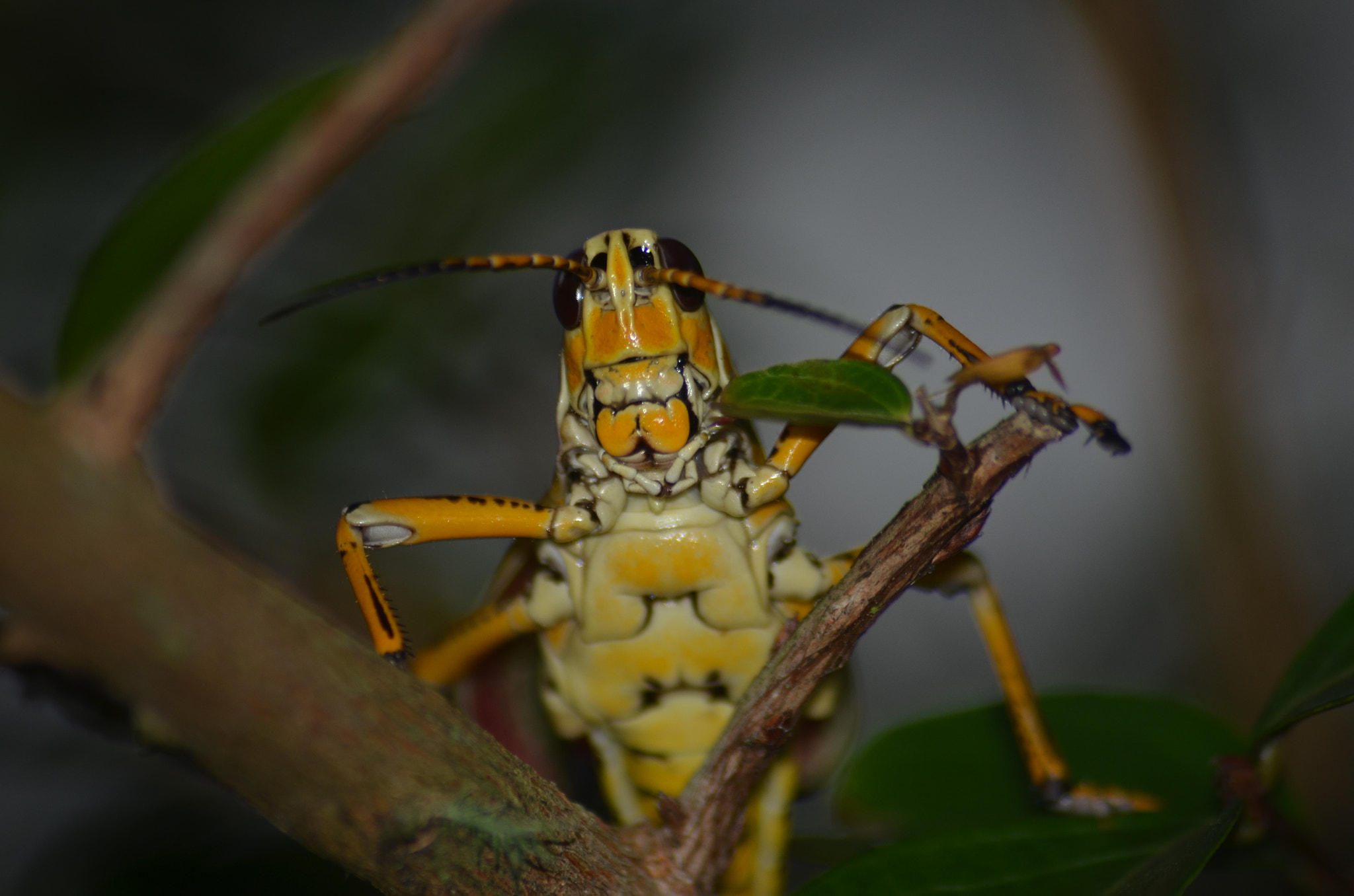 Sigma 70-300mm F4-5.6 APO Macro Super II sample photo. The details of this creature is amazing photography