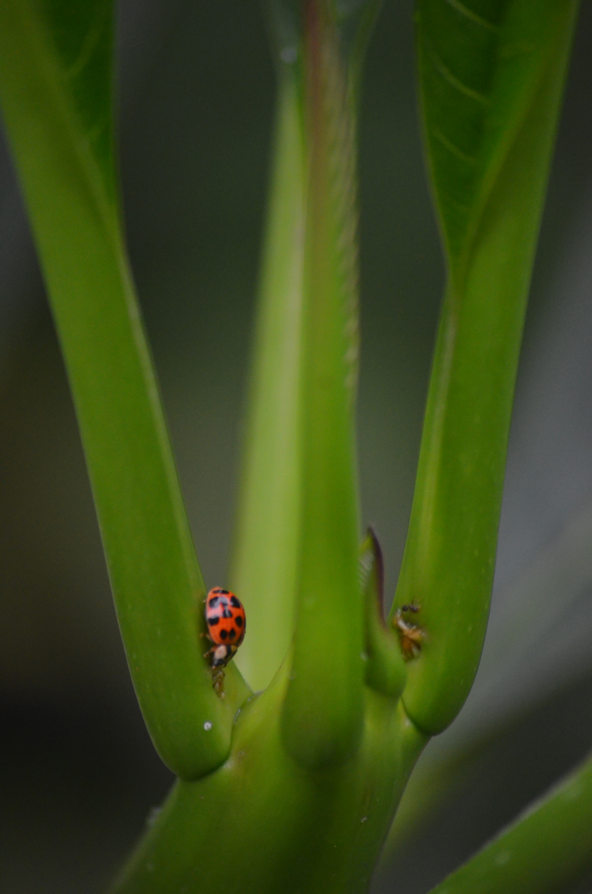 Nikon D5100 + Sigma 70-300mm F4-5.6 APO Macro Super II sample photo