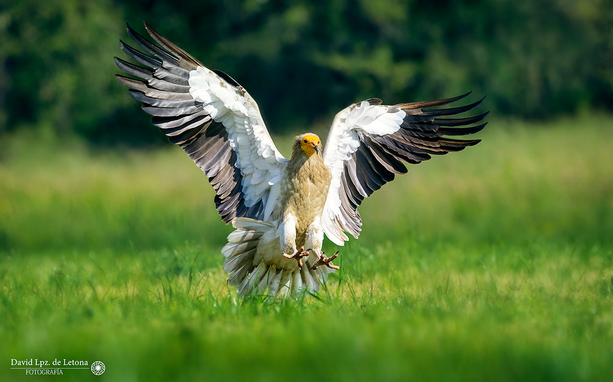 Sigma 500mm F4.5 EX DG HSM sample photo. Landing photography