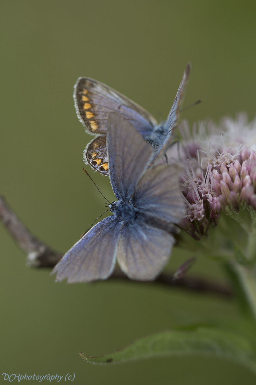 Canon EF 100mm F2.8L Macro IS USM sample photo. Love is in the air 2 photography