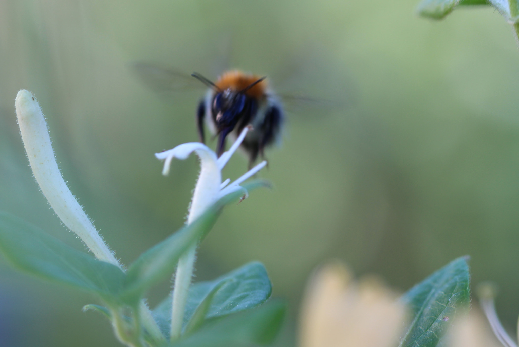 Canon EF 100mm F2.8 Macro USM sample photo. Abeille.jpg photography