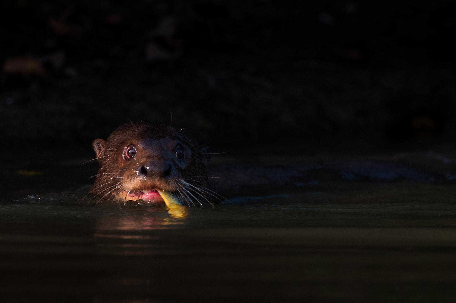 Nikon AF-S Nikkor 200-400mm F4G ED-IF VR sample photo. Giant river otter photography
