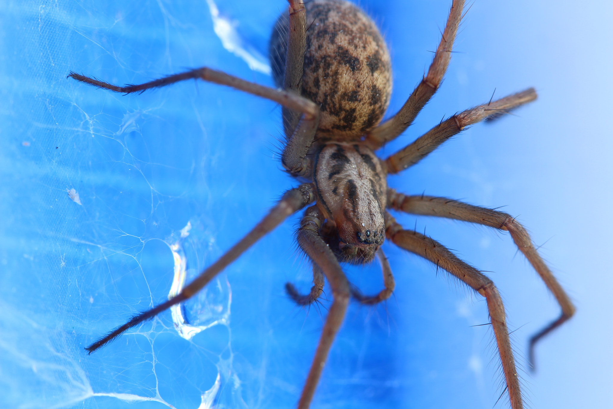 Canon EF 100mm F2.8 Macro USM sample photo. Araignée.jpg photography